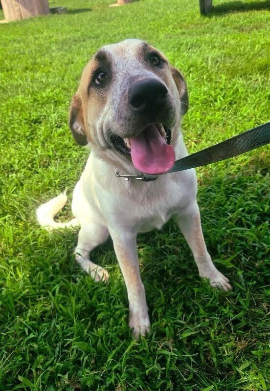 Enlarge Bee, a Adoptable mixed breed in Partlow, VA image 4/6