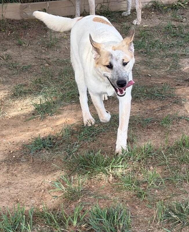 Enlarge Bee, a Adoptable mixed breed in Partlow, VA image 5/6