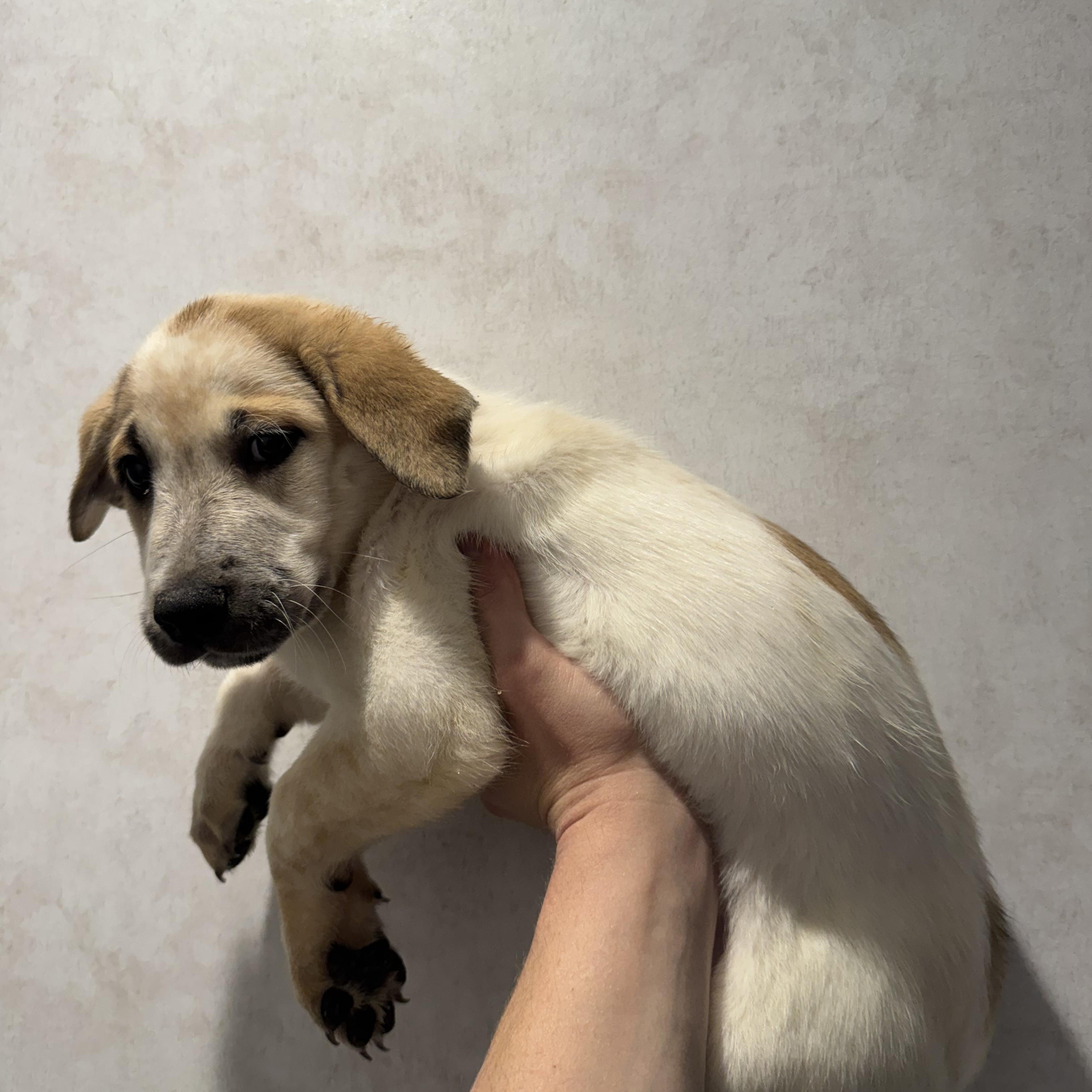 Bee, Adoptable, Young Female Australian Cattle Dog / Blue Heeler & Anatolian Shepherd.
