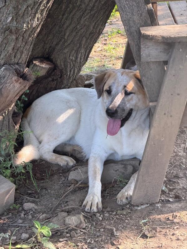 Enlarge Bee, a Adoptable mixed breed in Partlow, VA image 6/6