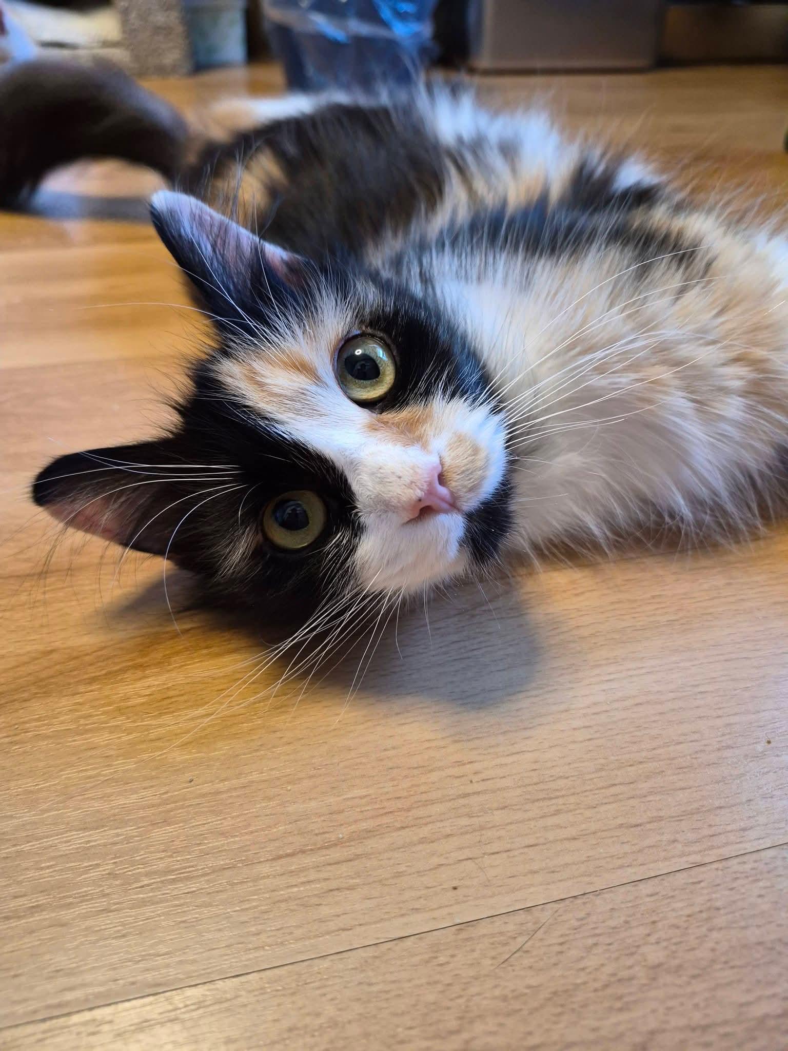 Lulu, ADOPTABLE, Adult Female Calico.