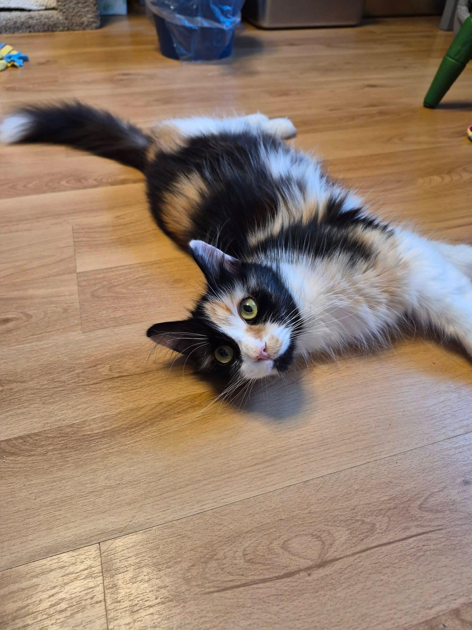 Lulu, a ADOPTABLE Calico in Dartmouth, NS image 5/6