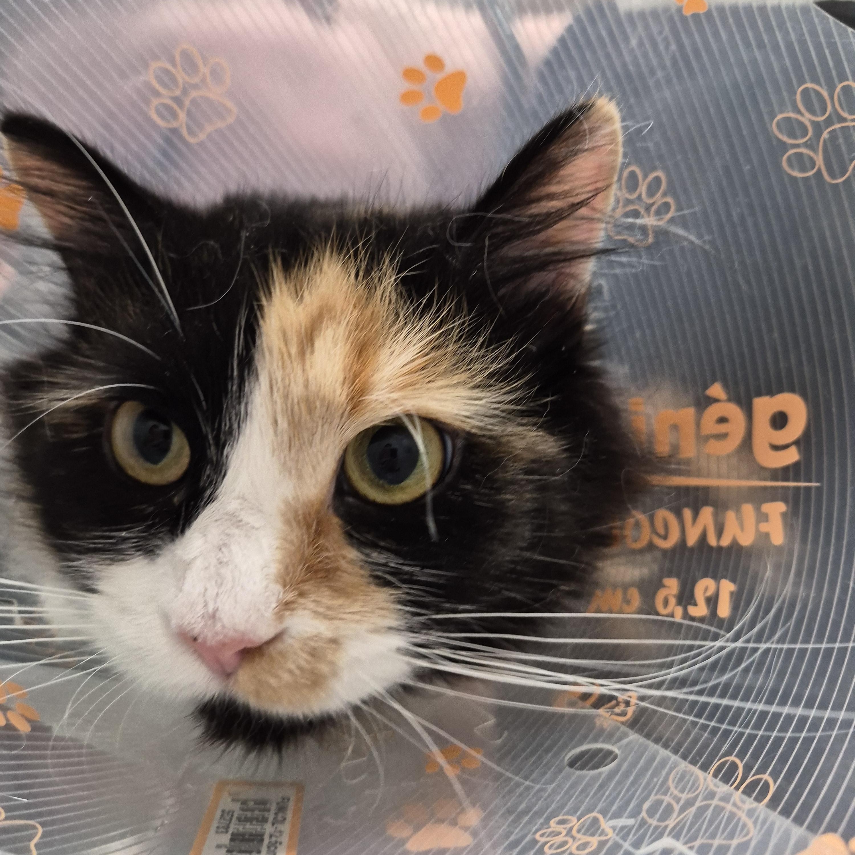 Lulu, a ADOPTABLE Calico in Dartmouth, NS image 3/6