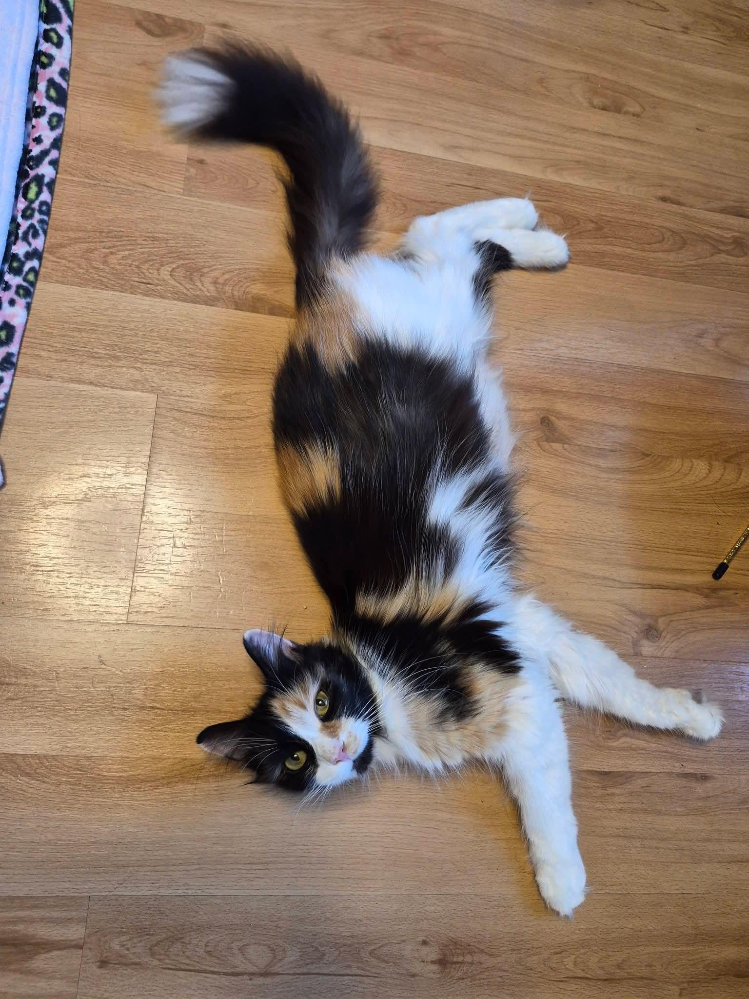 Lulu, a ADOPTABLE Calico in Dartmouth, NS image 6/6