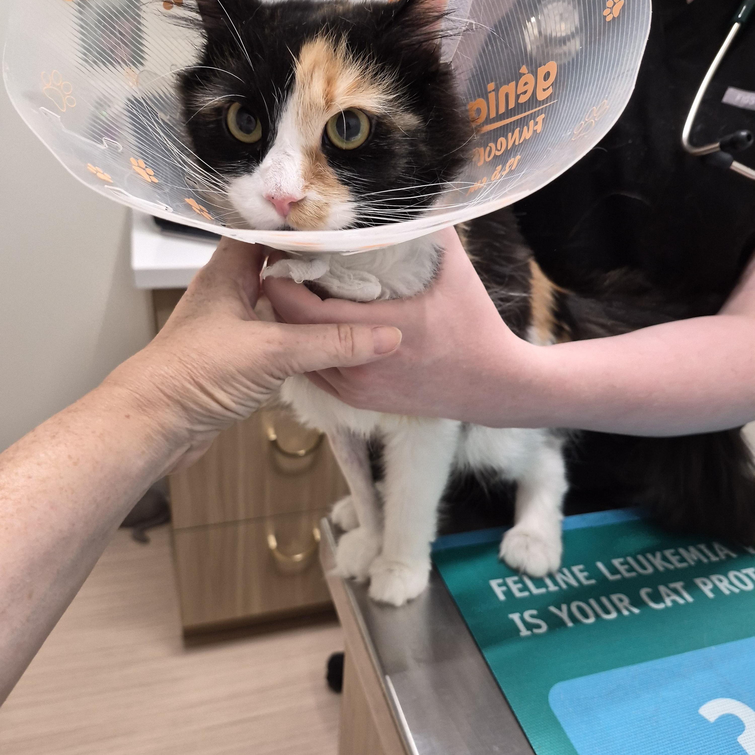 Lulu, a ADOPTABLE Calico in Dartmouth, NS image 2/6
