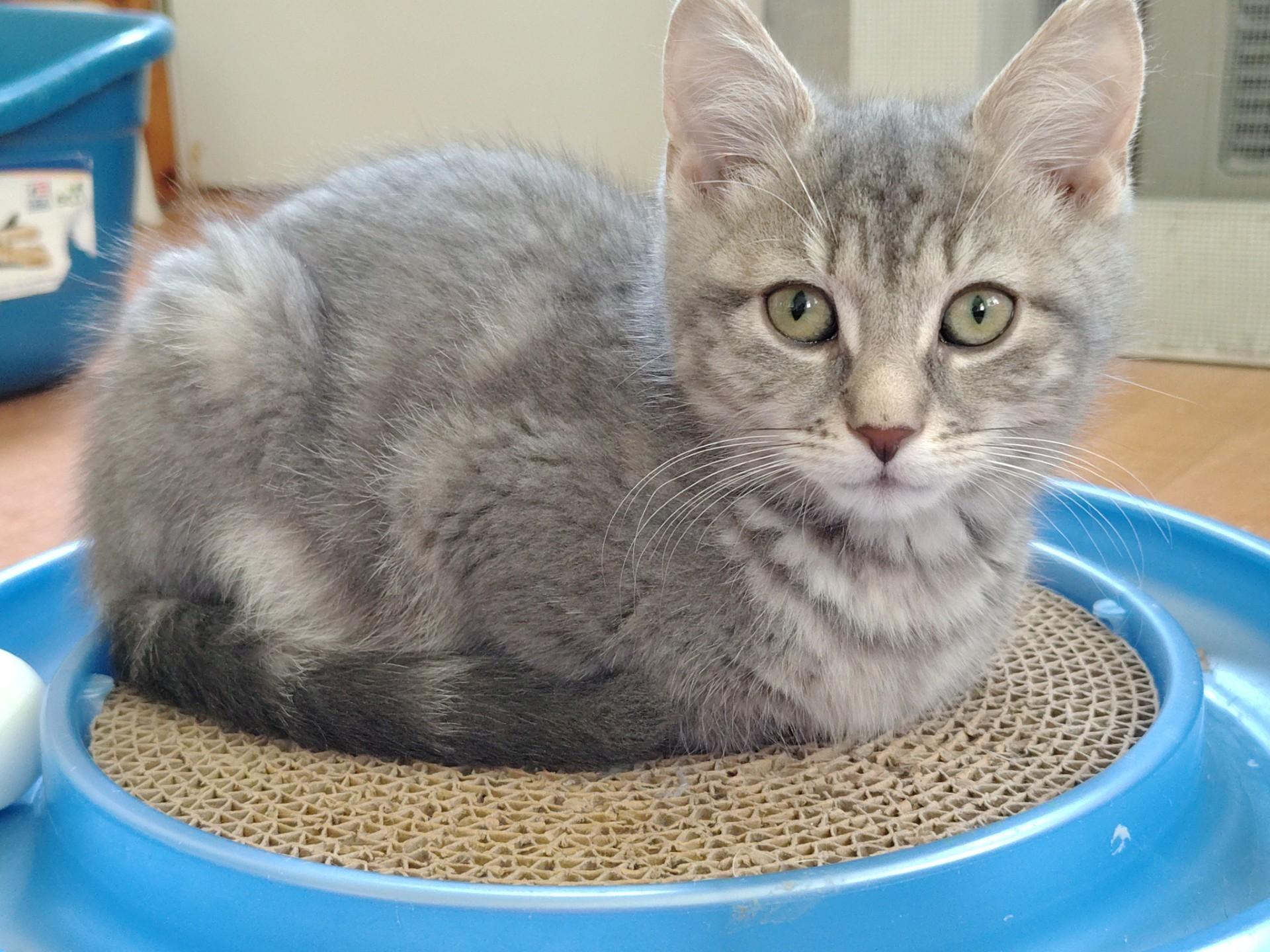 Frank, Adoptable, Kitten Male Tabby & Domestic Short Hair.