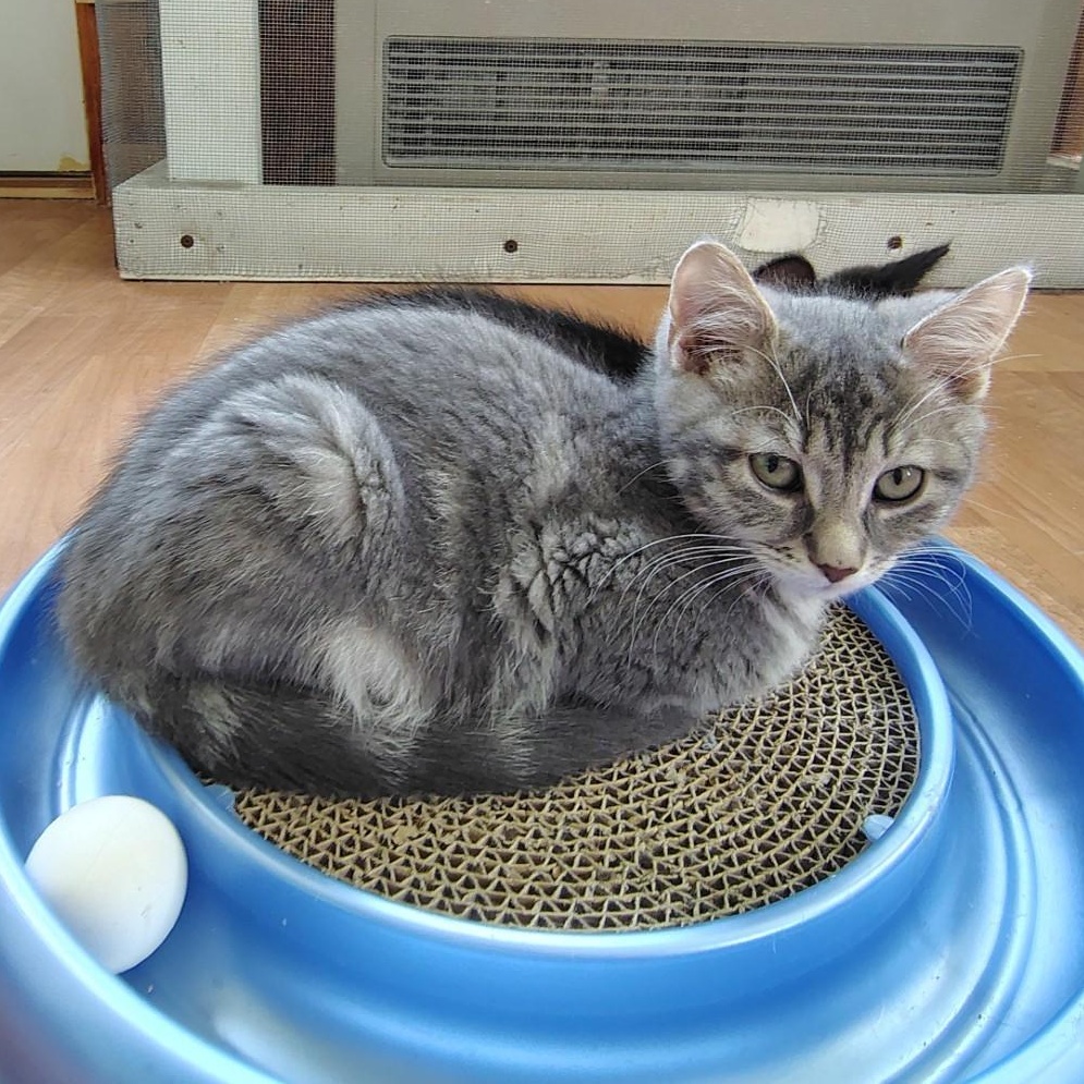 Enlarge Frank, a Adoptable mixed breed in Montour Falls, NY image 2/2