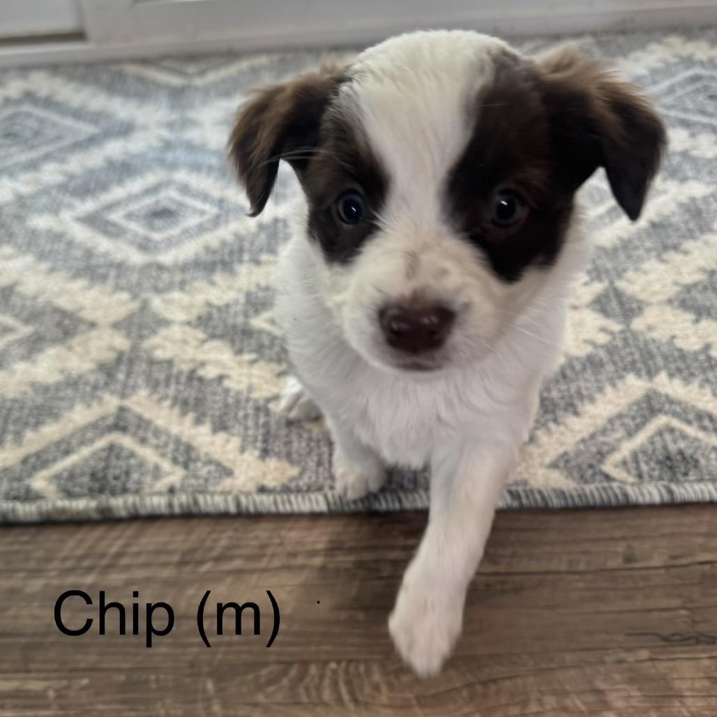 Chip, Adoptable, Puppy Male Jack Russell Terrier.