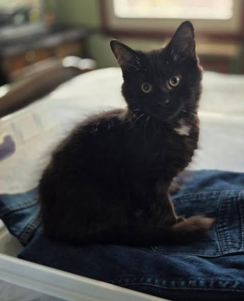 Gypsy, adopted, Young Male Domestic Long Hair.
