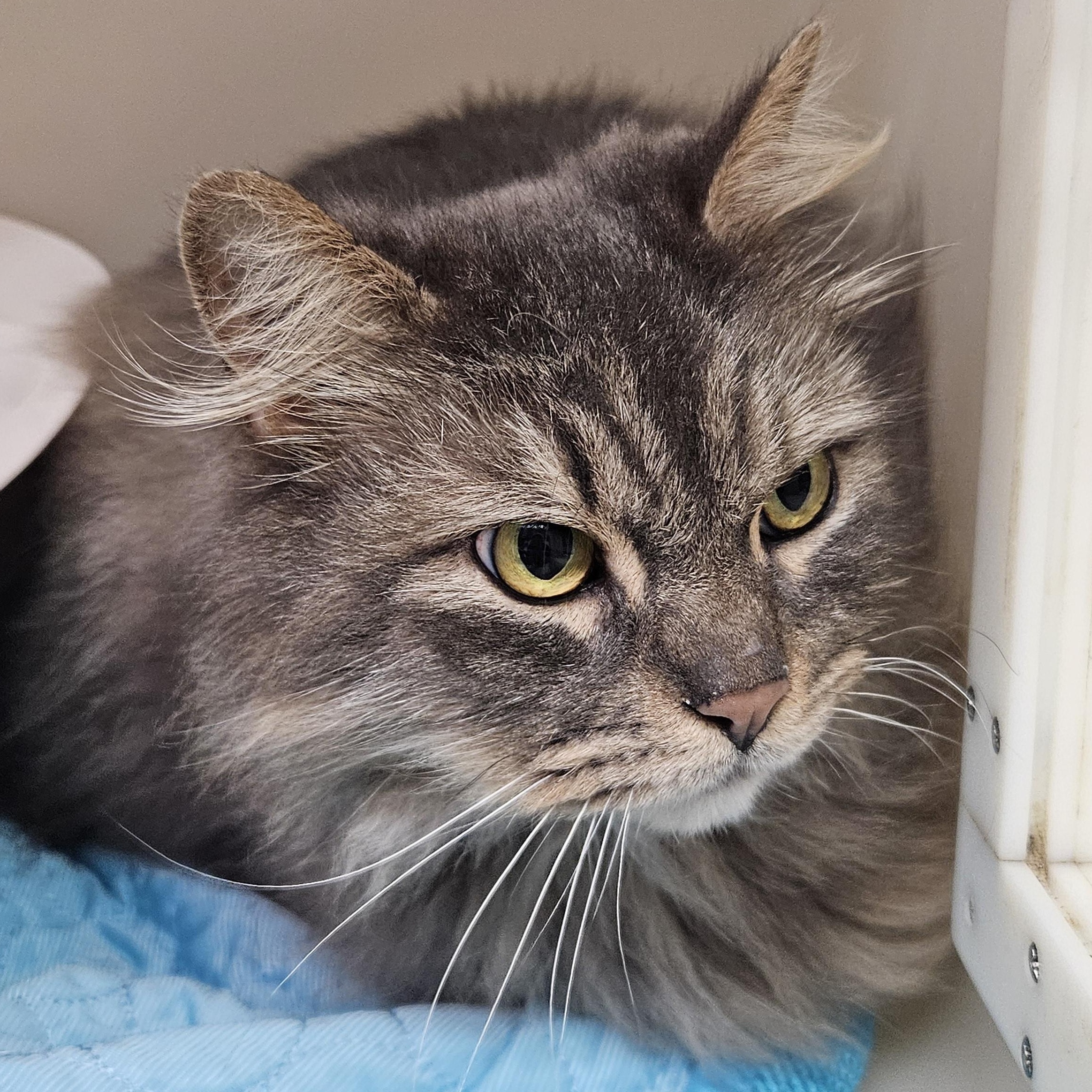 Colada, Adoptable, Adult Male Domestic Long Hair.