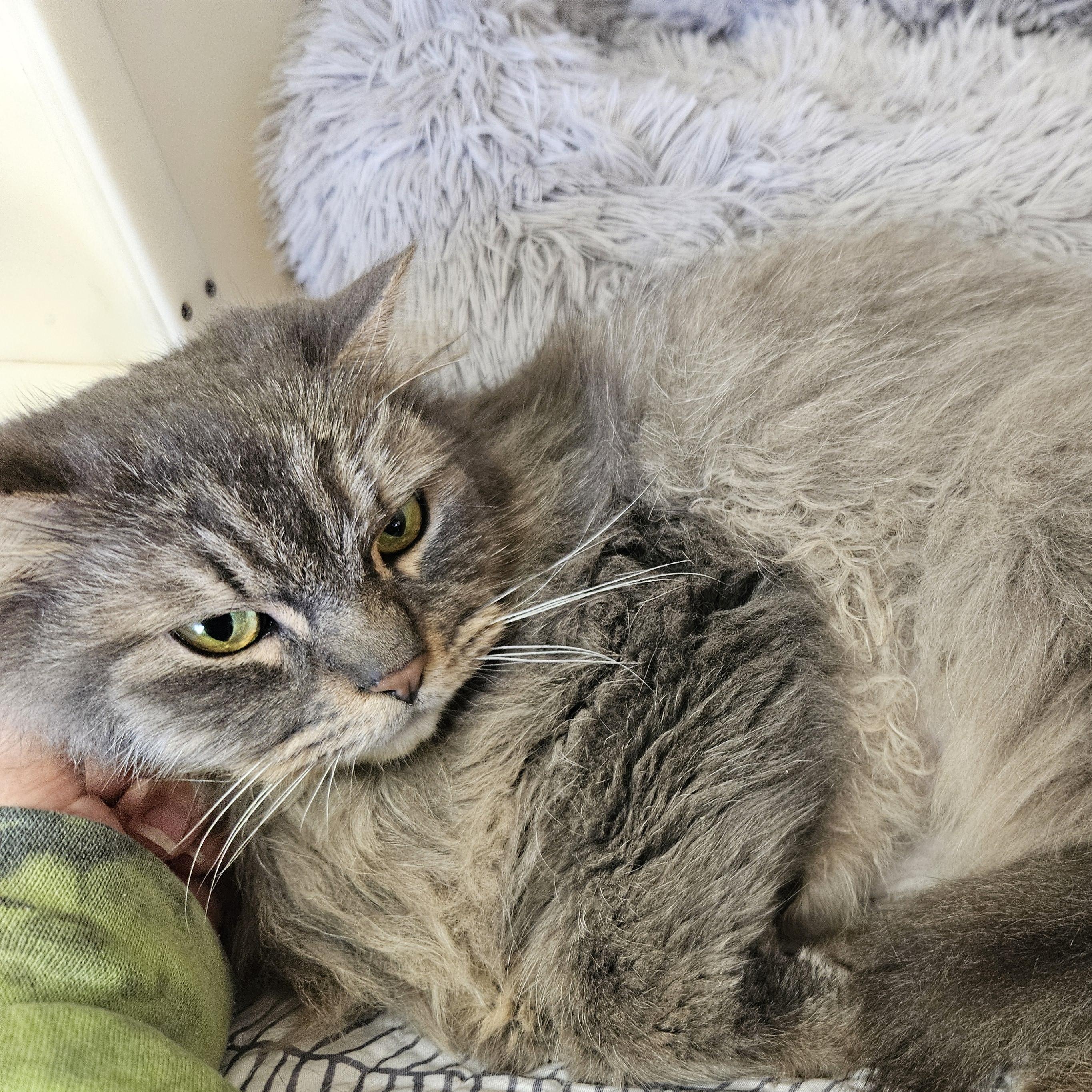 Enlarge Colada, a Adoptable mixed breed in The Dalles, OR image 3/3