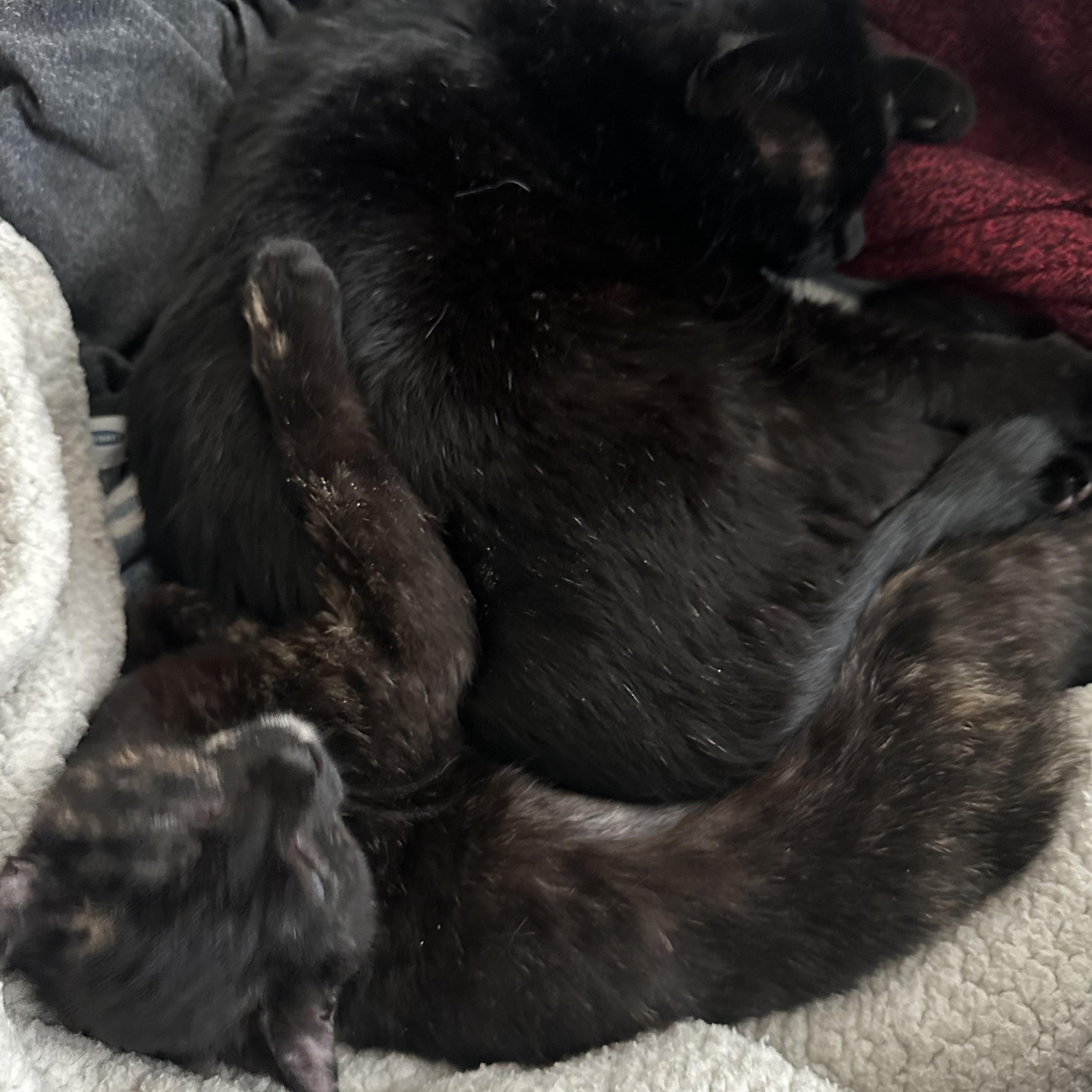 Enlarge Miss Scarlett, a Adopted mixed breed in Longmont, CO image 3/3