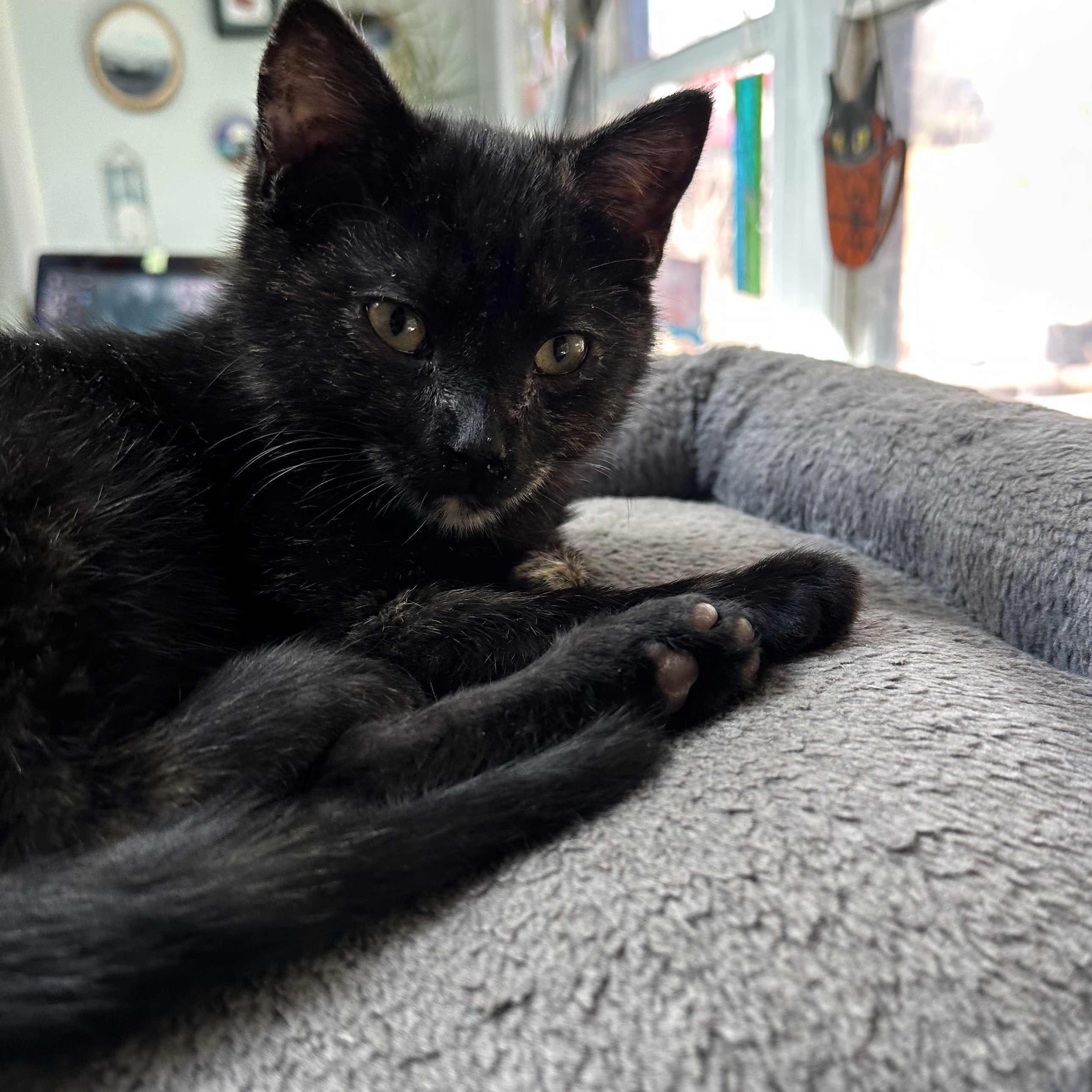 Miss Scarlett, Adopted, Young Female Domestic Short Hair.