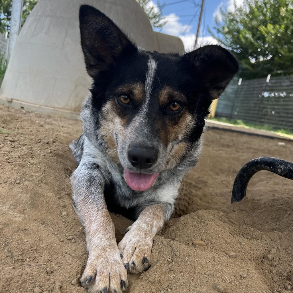 Gigi, Adoptable, Adult Female Australian Cattle Dog / Blue Heeler & Mixed Breed.