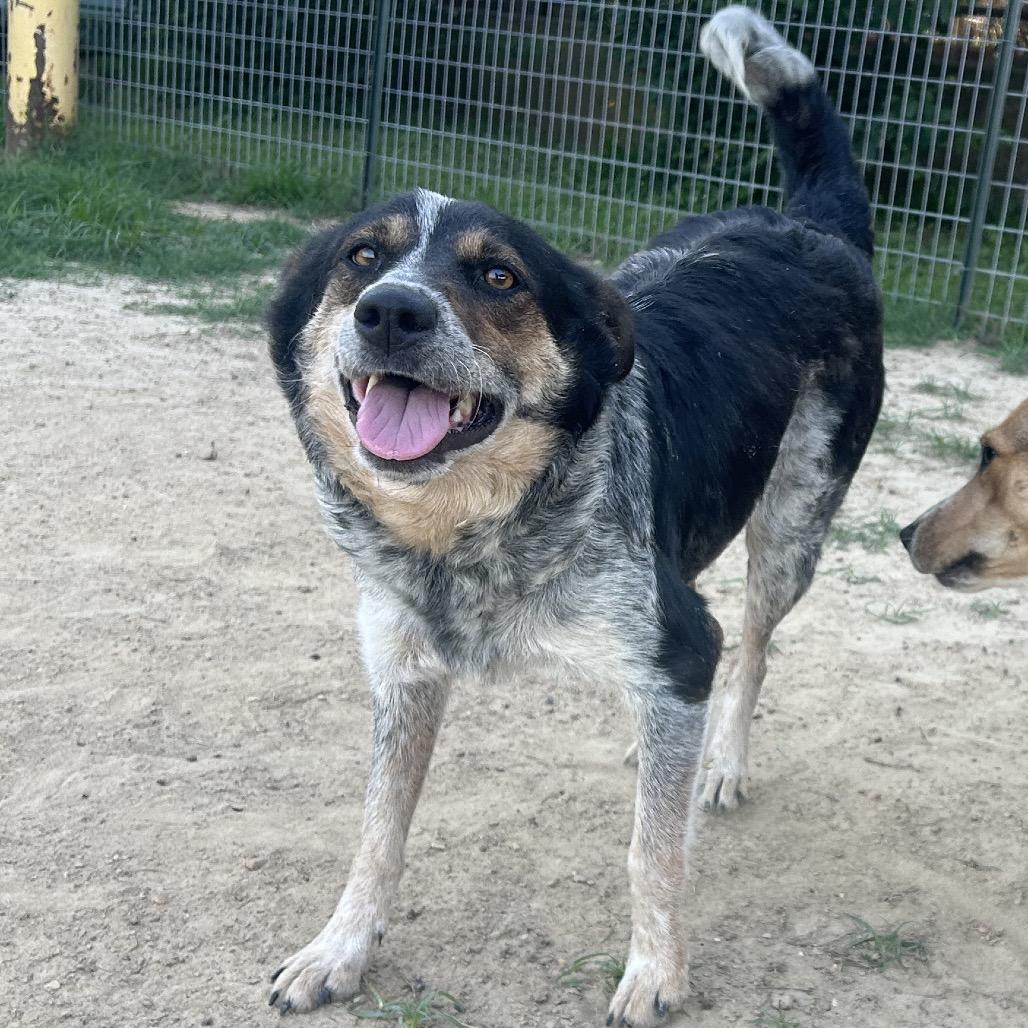 Enlarge Gigi, a Adoptable mixed breed in West Point, MS image 2/6