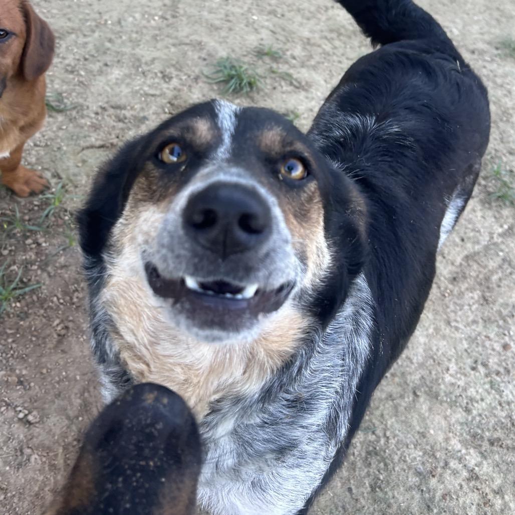 Enlarge Gigi, a Adoptable mixed breed in West Point, MS image 3/6