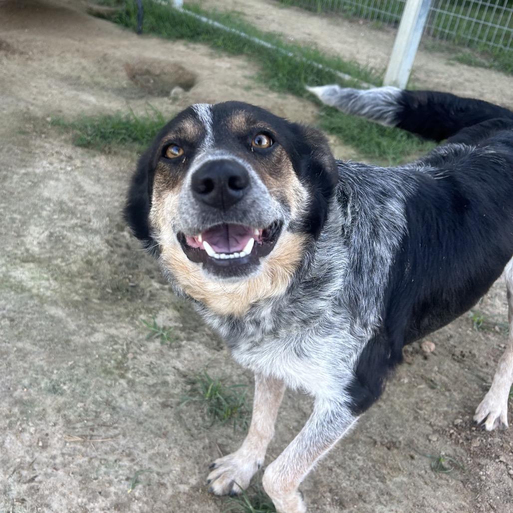 Enlarge Gigi, a Adoptable mixed breed in West Point, MS image 4/6