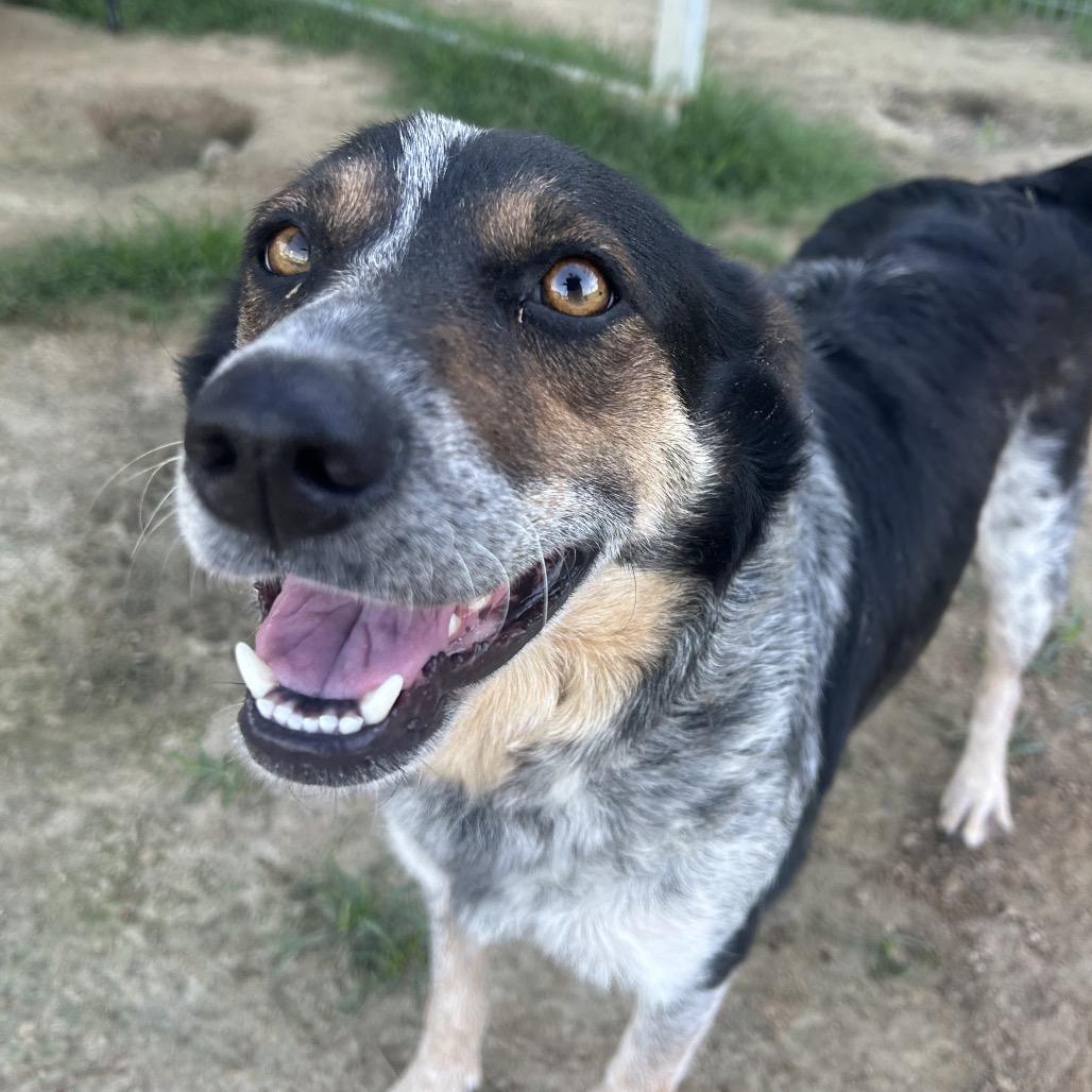 Enlarge Gigi, a Adoptable mixed breed in West Point, MS image 5/6
