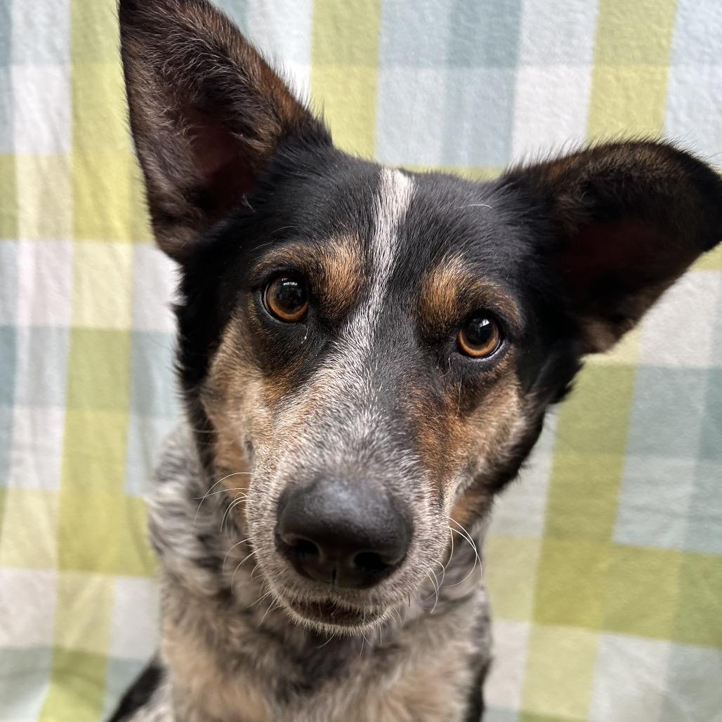 Enlarge Gigi, a Adoptable mixed breed in West Point, MS image 6/6