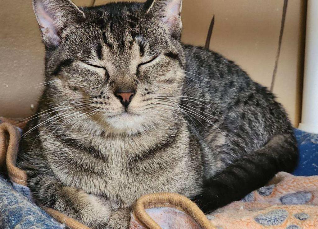 GIGI, Adoptable, Adult Female Domestic Short Hair.