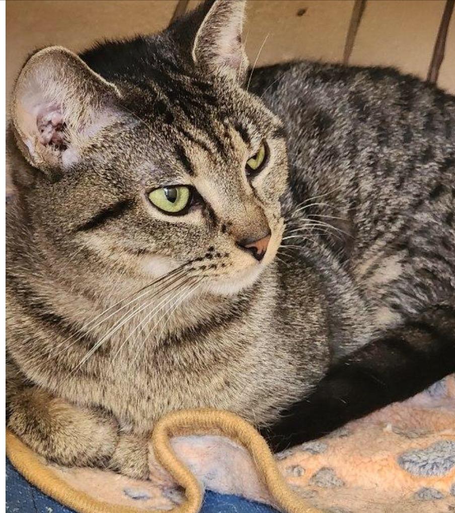 Enlarge GIGI, a Adoptable mixed breed in Muskegon, MI image 2/5