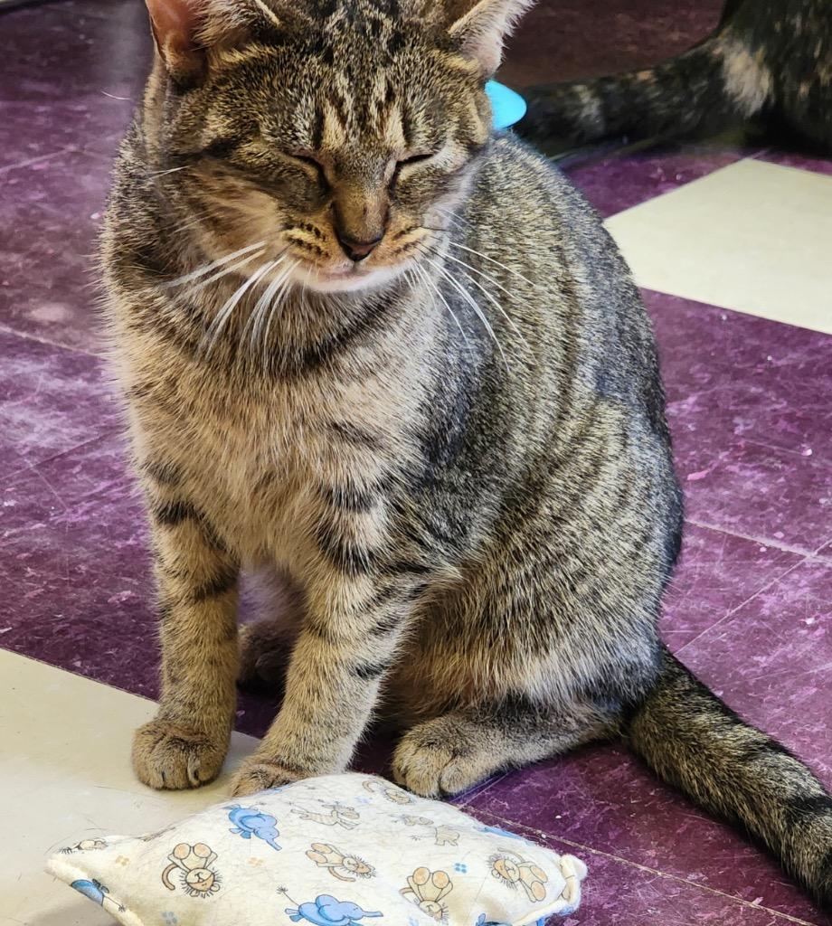 Enlarge GIGI, a Adoptable mixed breed in Muskegon, MI image 4/5