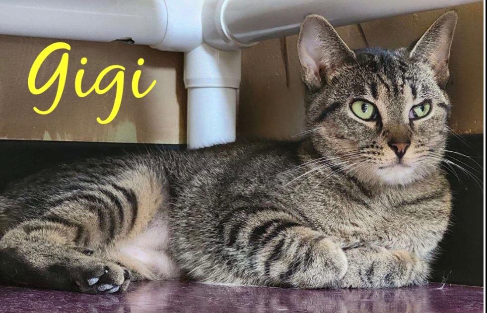 Enlarge GIGI, a Adoptable mixed breed in Muskegon, MI image 5/5