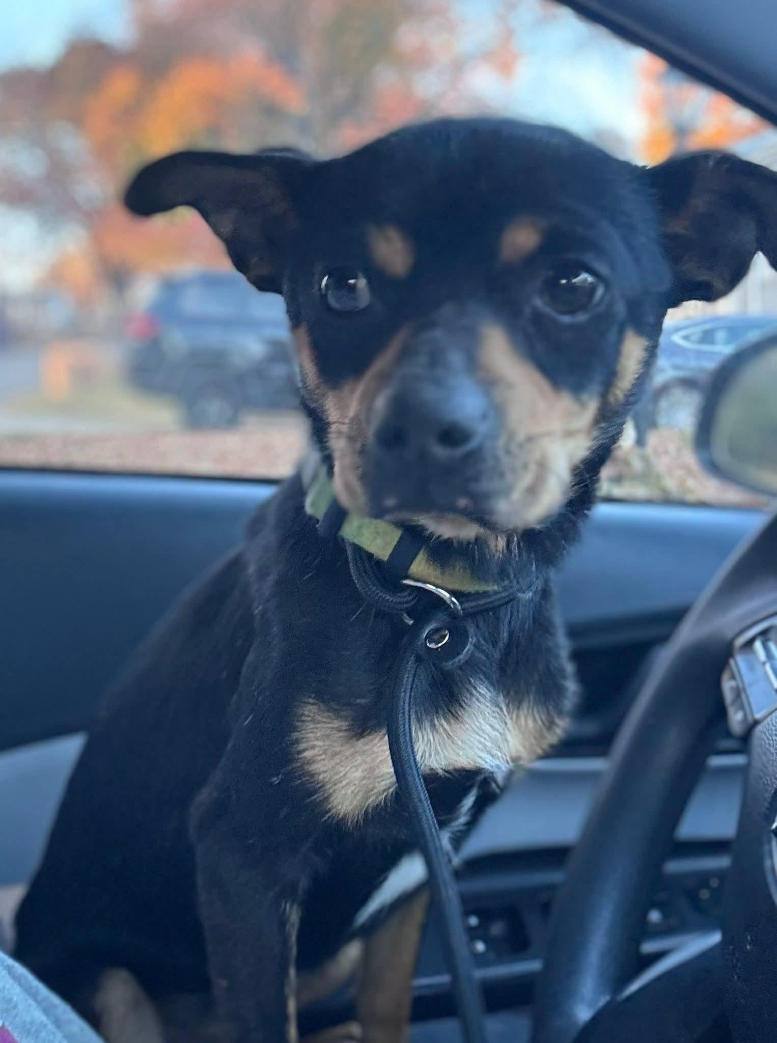 Roscoe, ADOPTABLE, Young Male Miniature Pinscher & Chihuahua.