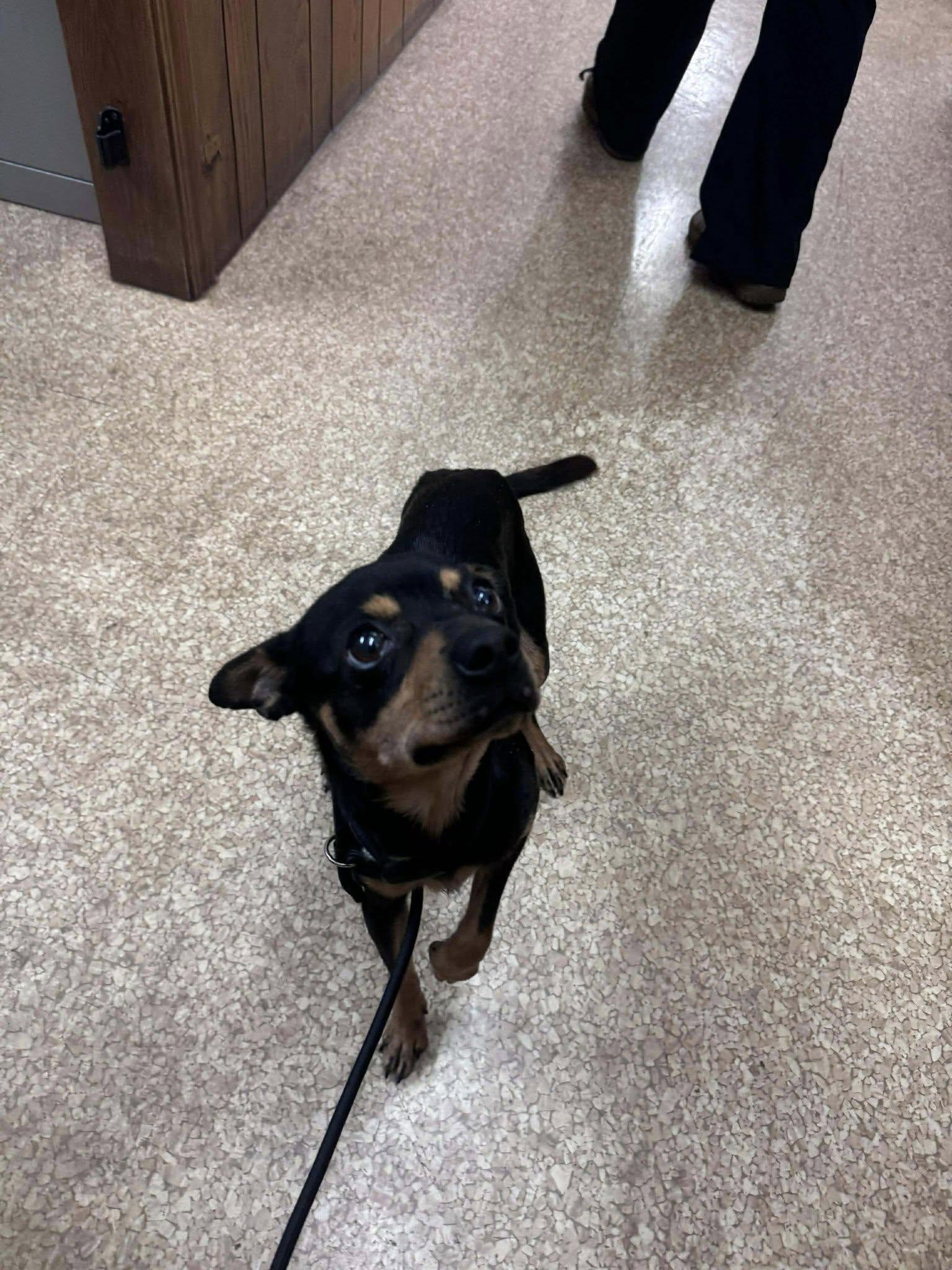 Roscoe, a ADOPTABLE mixed breed in Hazelwood, MO image 2/6