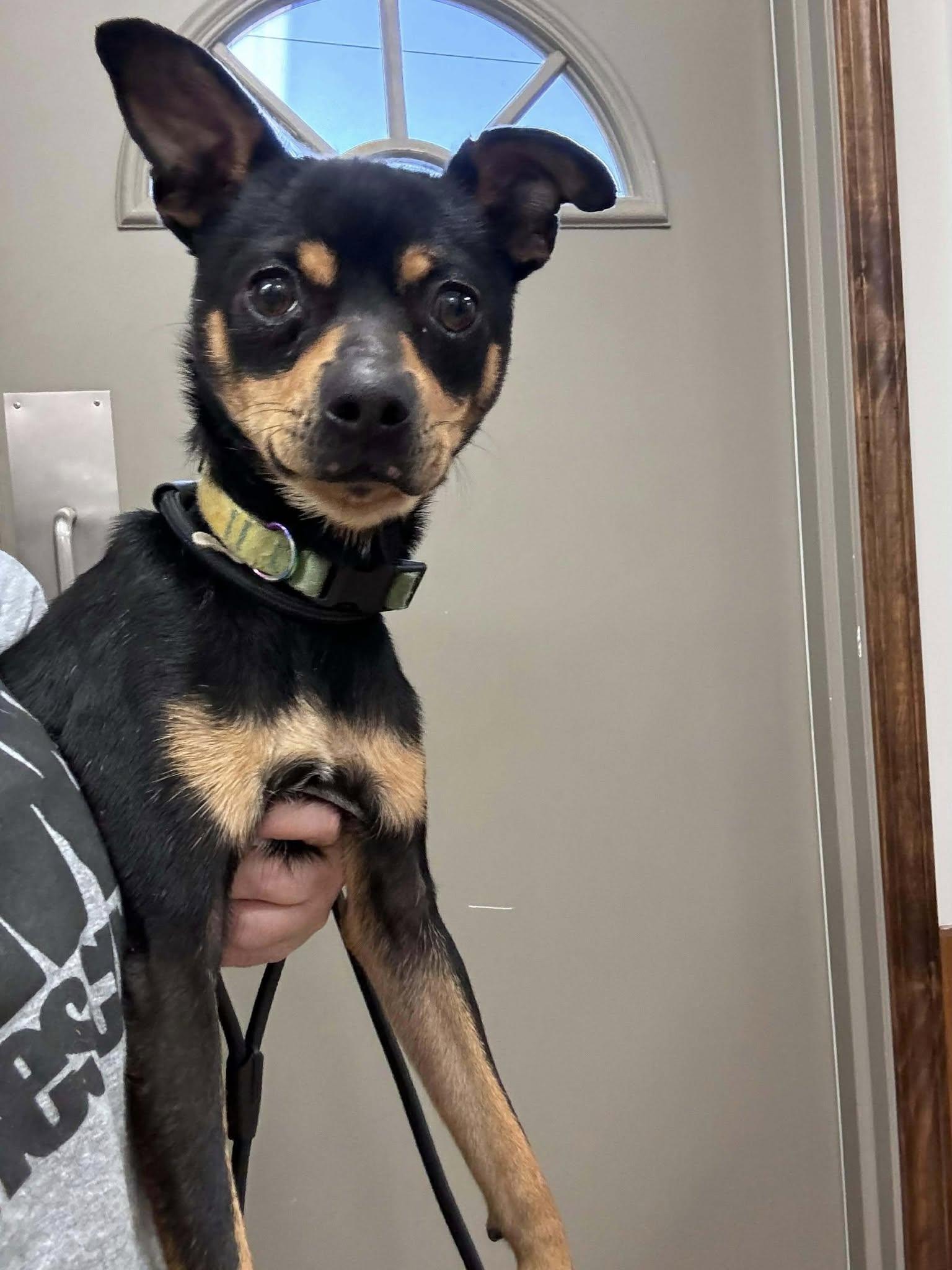 Roscoe, a ADOPTABLE mixed breed in Hazelwood, MO image 3/6