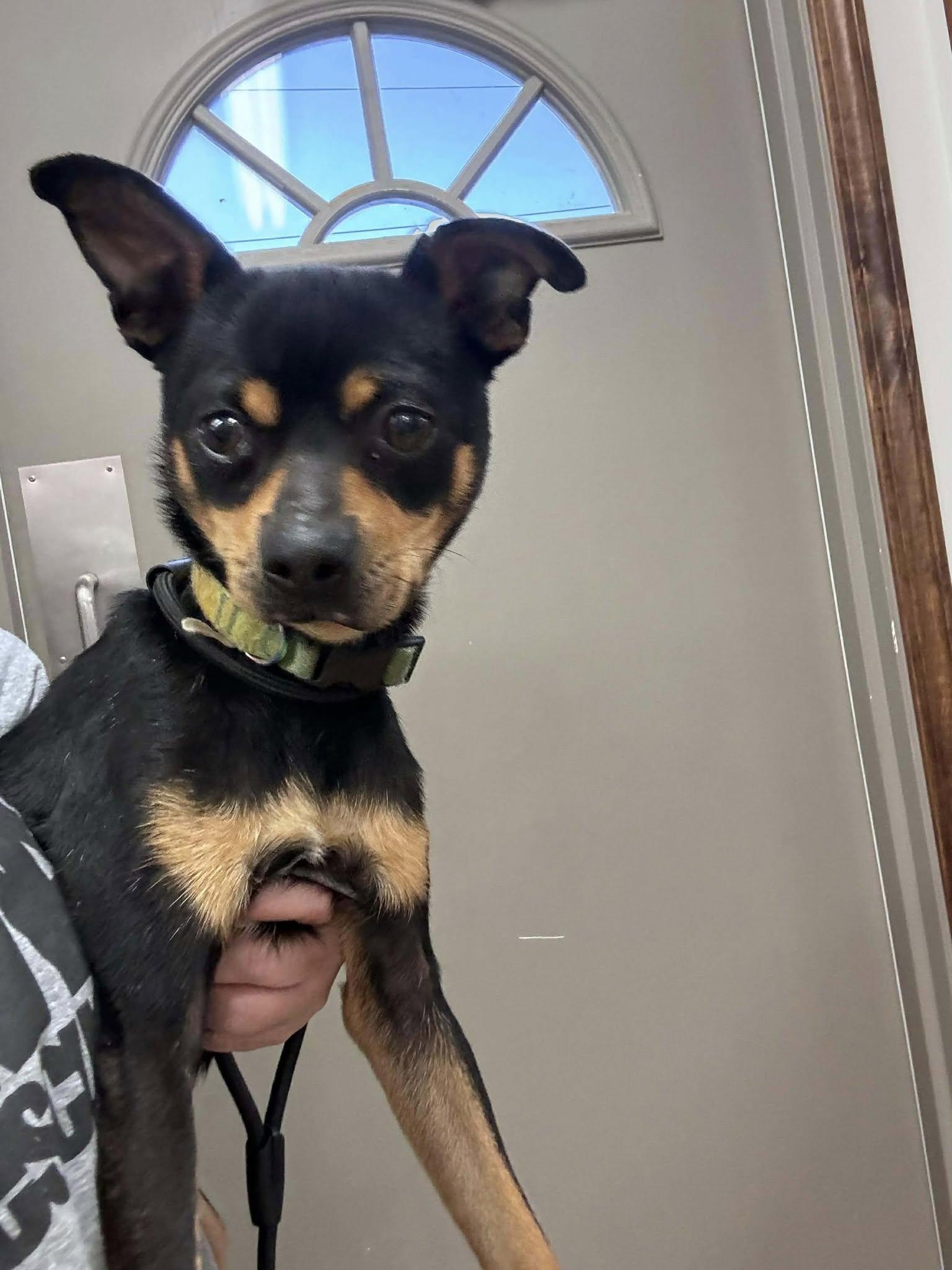 Roscoe, a ADOPTABLE mixed breed in Hazelwood, MO image 4/6