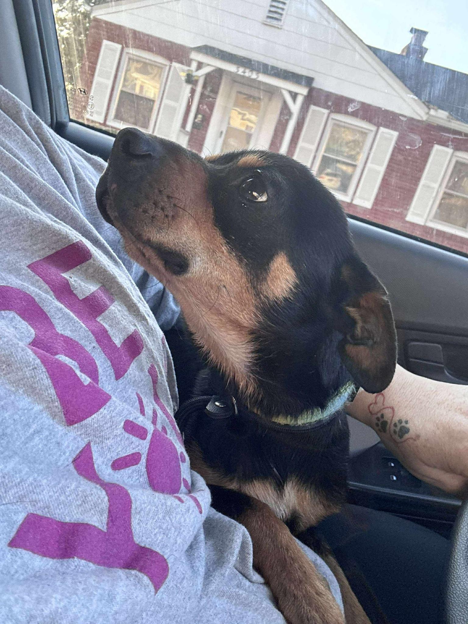 Roscoe, a ADOPTABLE mixed breed in Hazelwood, MO image 5/6