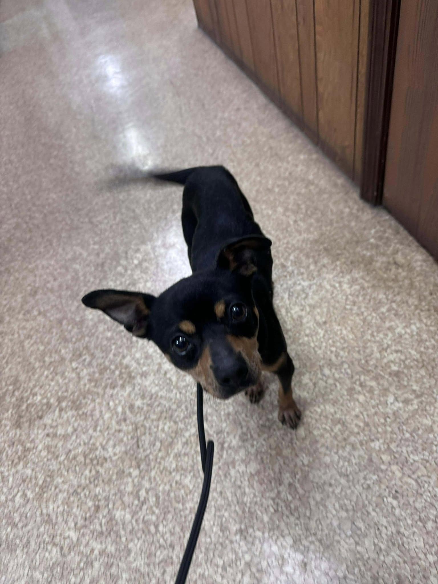 Roscoe, a ADOPTABLE mixed breed in Hazelwood, MO image 6/6