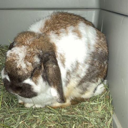 Sealey, Adopted, Young Male Mini Lop & Holland Lop.