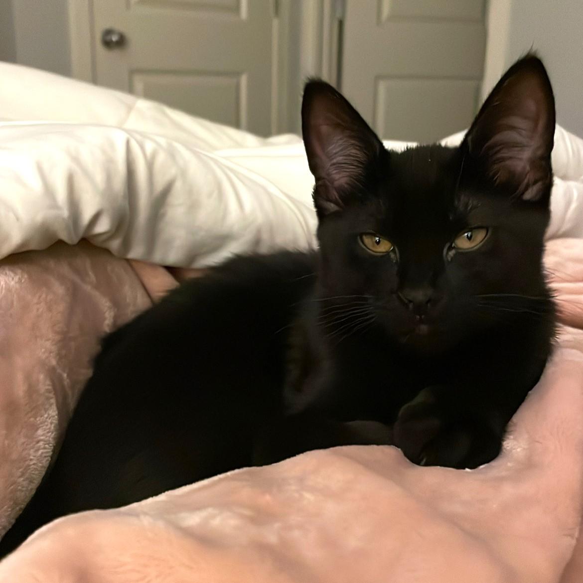 Kimba