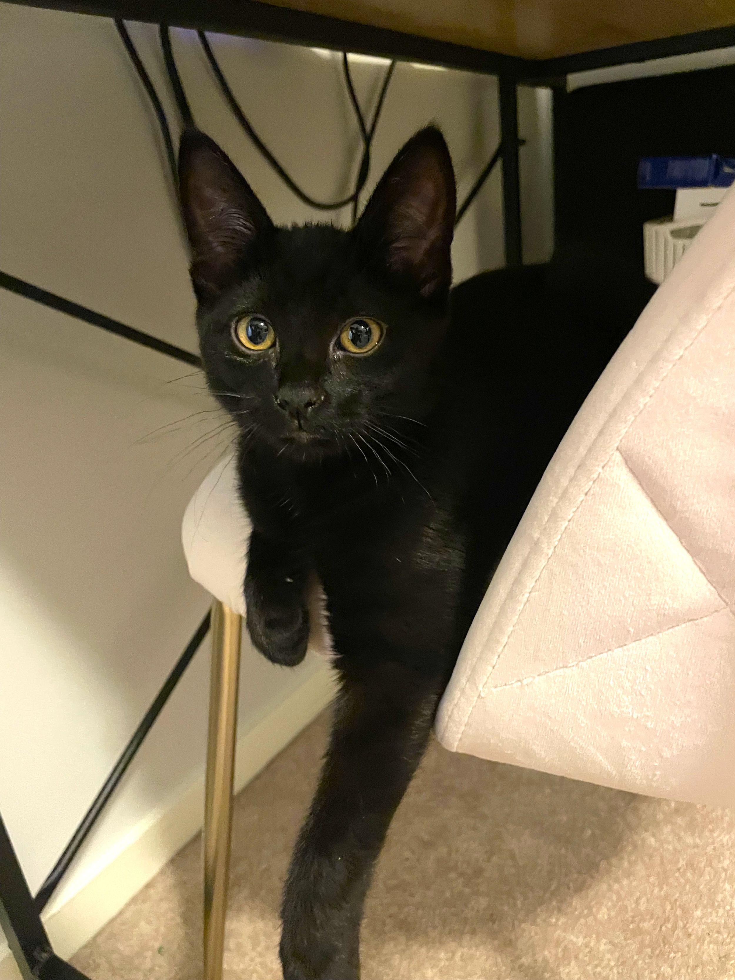 Kimba, an adoptable Domestic Short Hair in Calgary, AB, T2E 3Z7 | Photo Image 2
