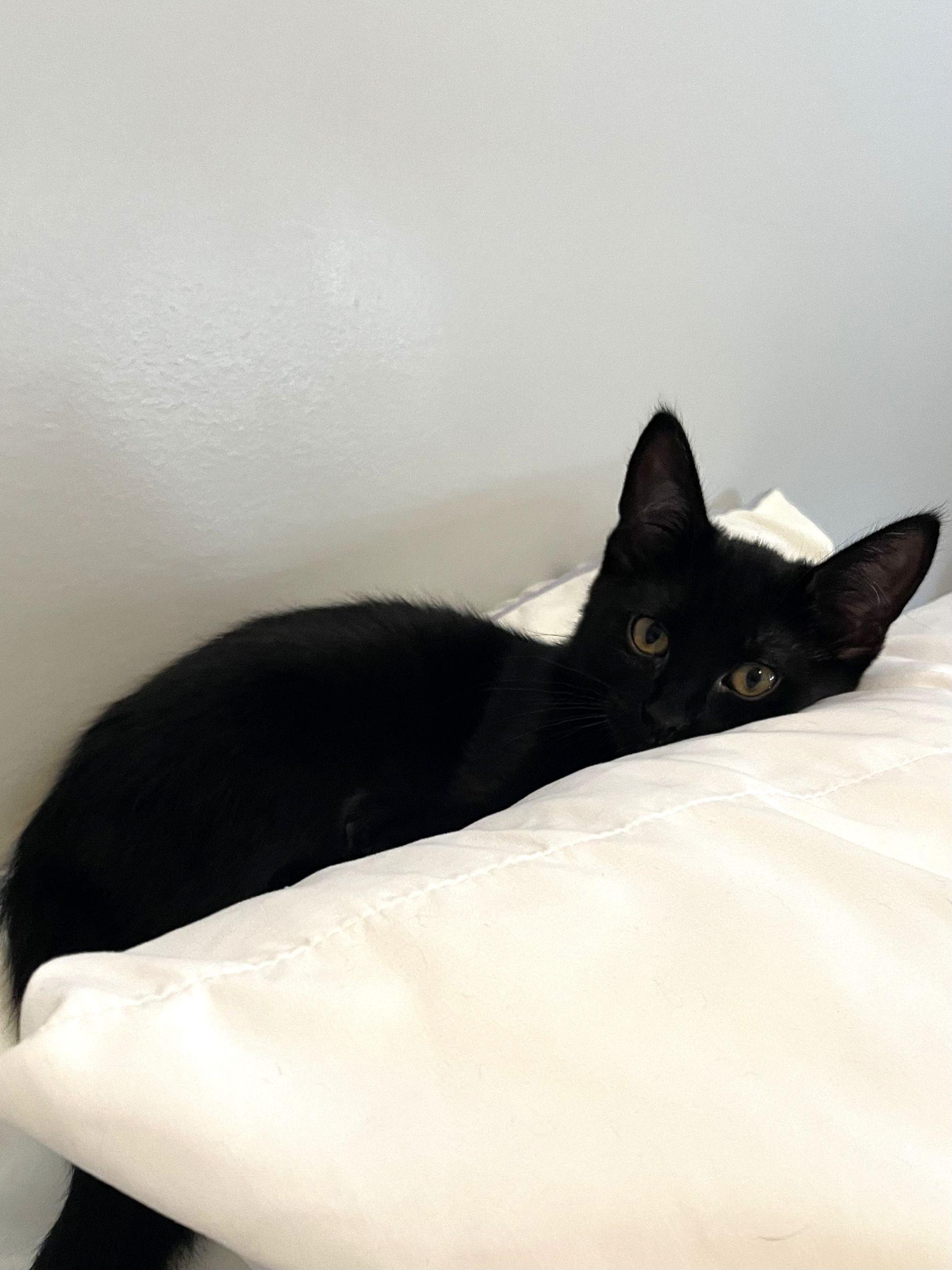 Kimba, an adoptable Domestic Short Hair in Calgary, AB, T2E 3Z7 | Photo Image 4