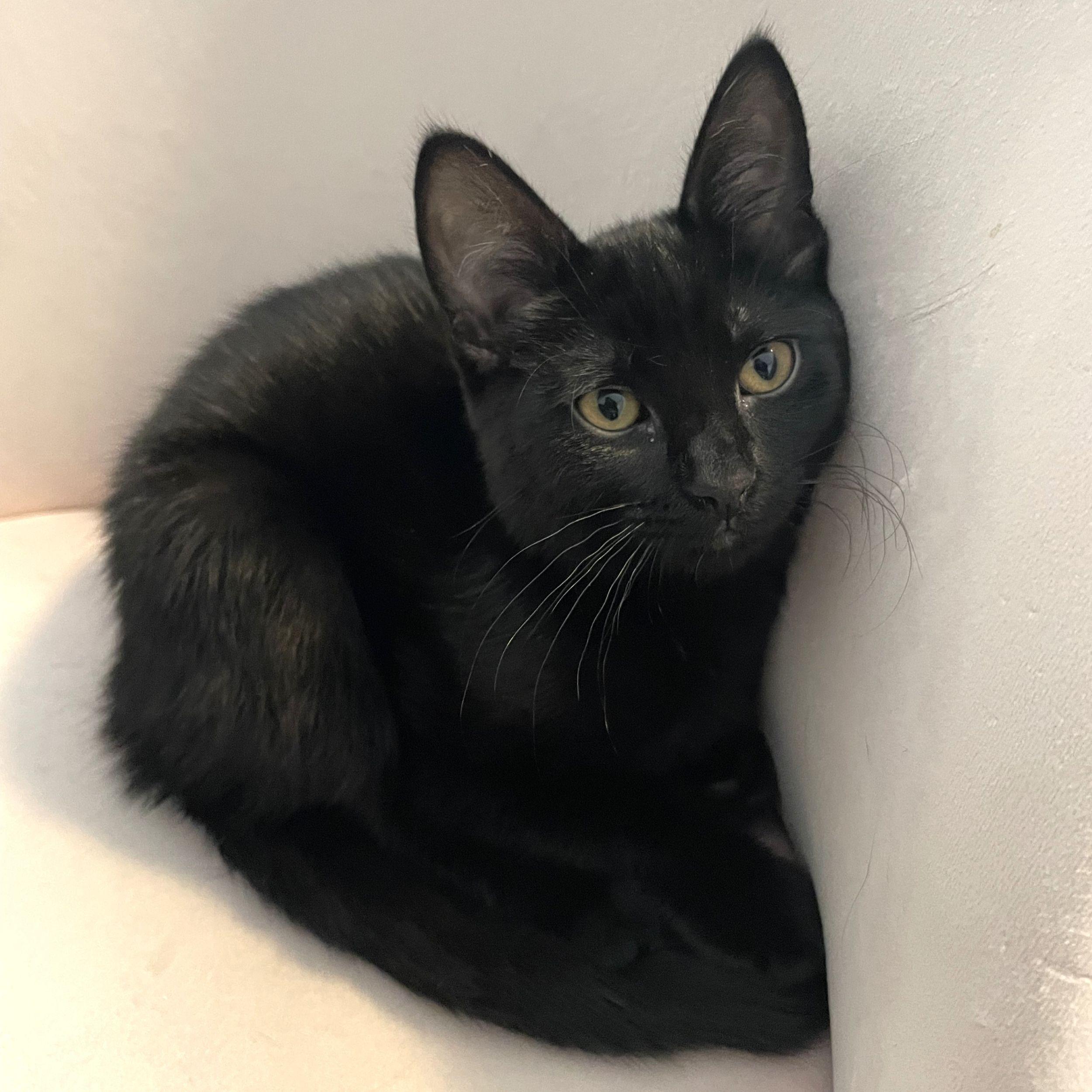 Kimba, an adoptable Domestic Short Hair in Calgary, AB, T2E 3Z7 | Photo Image 5