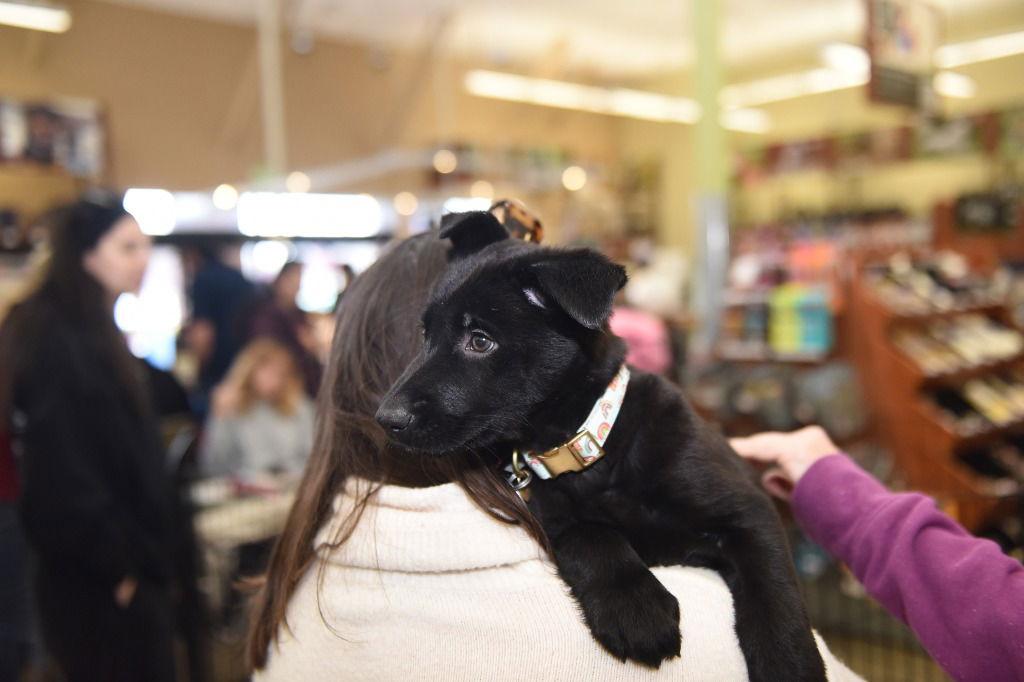 Filly, Adoptable, Puppy Female German Shepherd Dog.