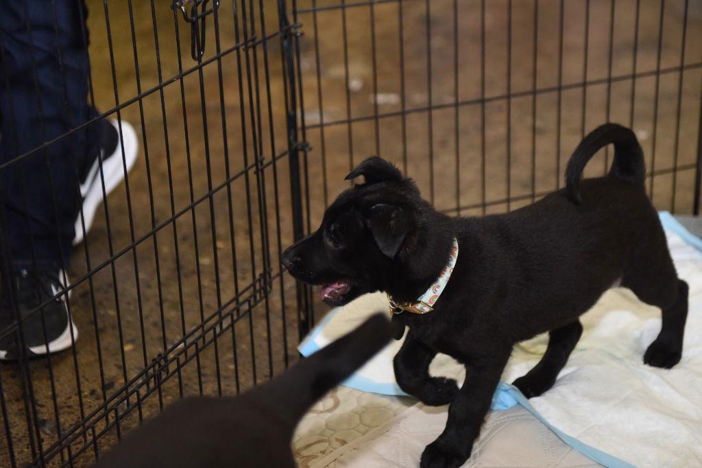 Enlarge Filly, a Adoptable German Shepherd Dog in Modesto, CA image 2/2