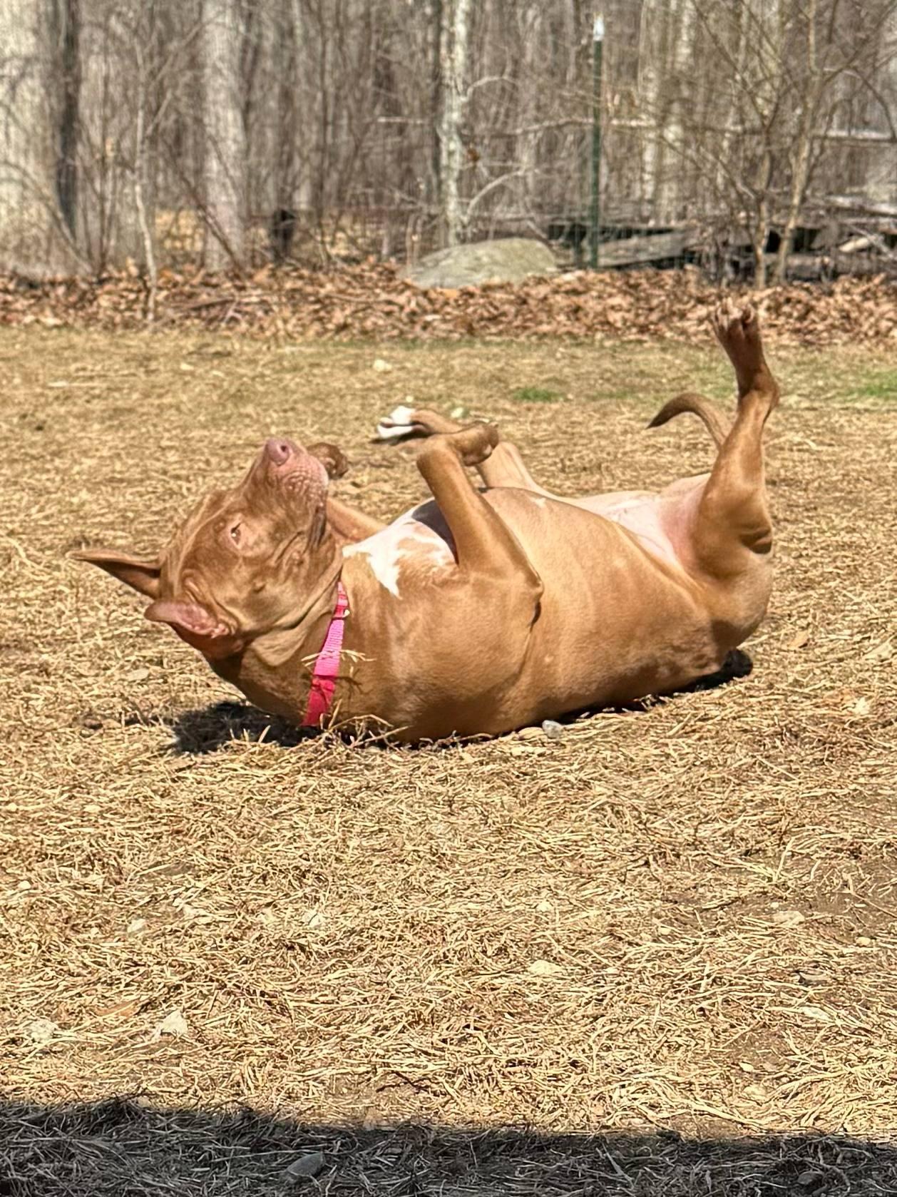 June, a Adoptable Mixed Breed in Griswold, CT image 6/6