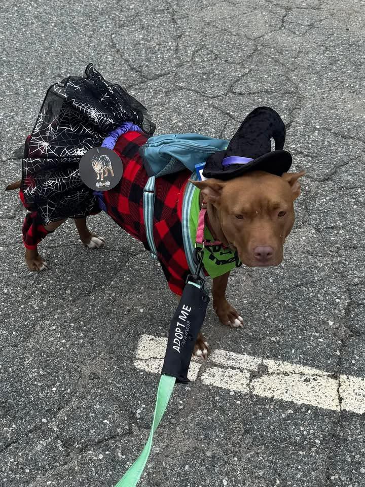 Enlarge June, a Adoptable Mixed Breed in Griswold, CT image 5/6