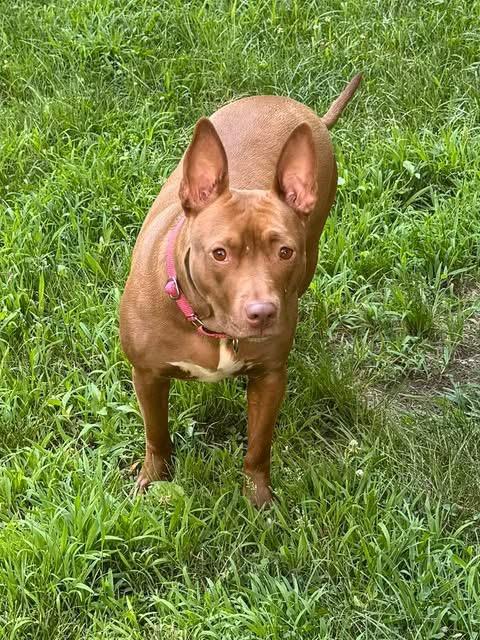 Enlarge June, a Adoptable Mixed Breed in Griswold, CT image 2/6