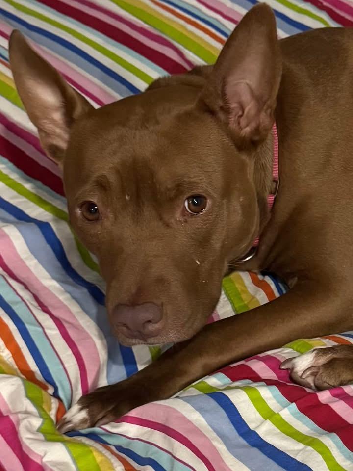 Enlarge June, a Adoptable Mixed Breed in Griswold, CT image 4/6