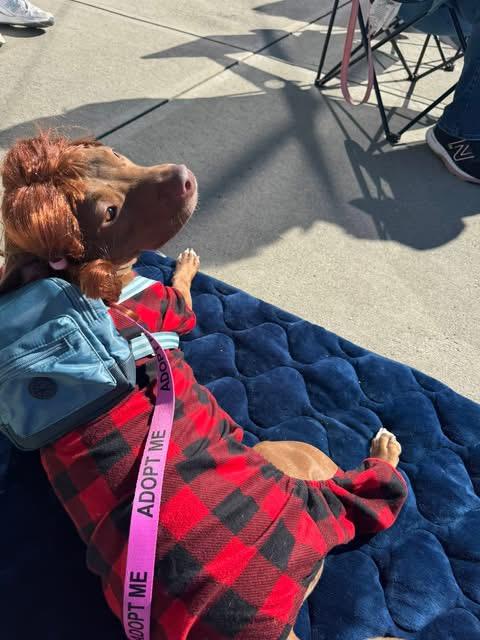 Enlarge June, a Adoptable Mixed Breed in Griswold, CT image 3/6