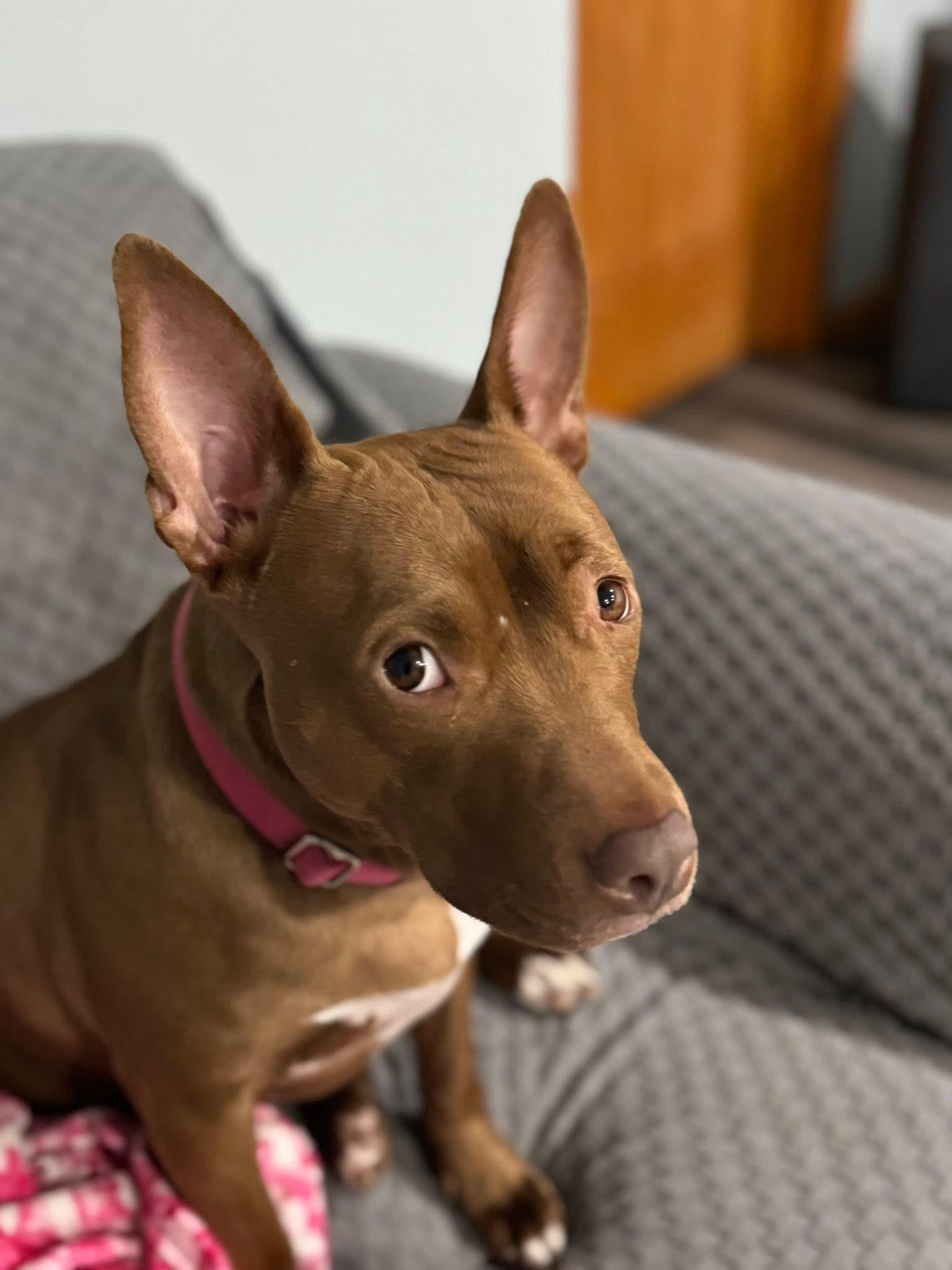 June, Adoptable, Adult Female Mixed Breed.