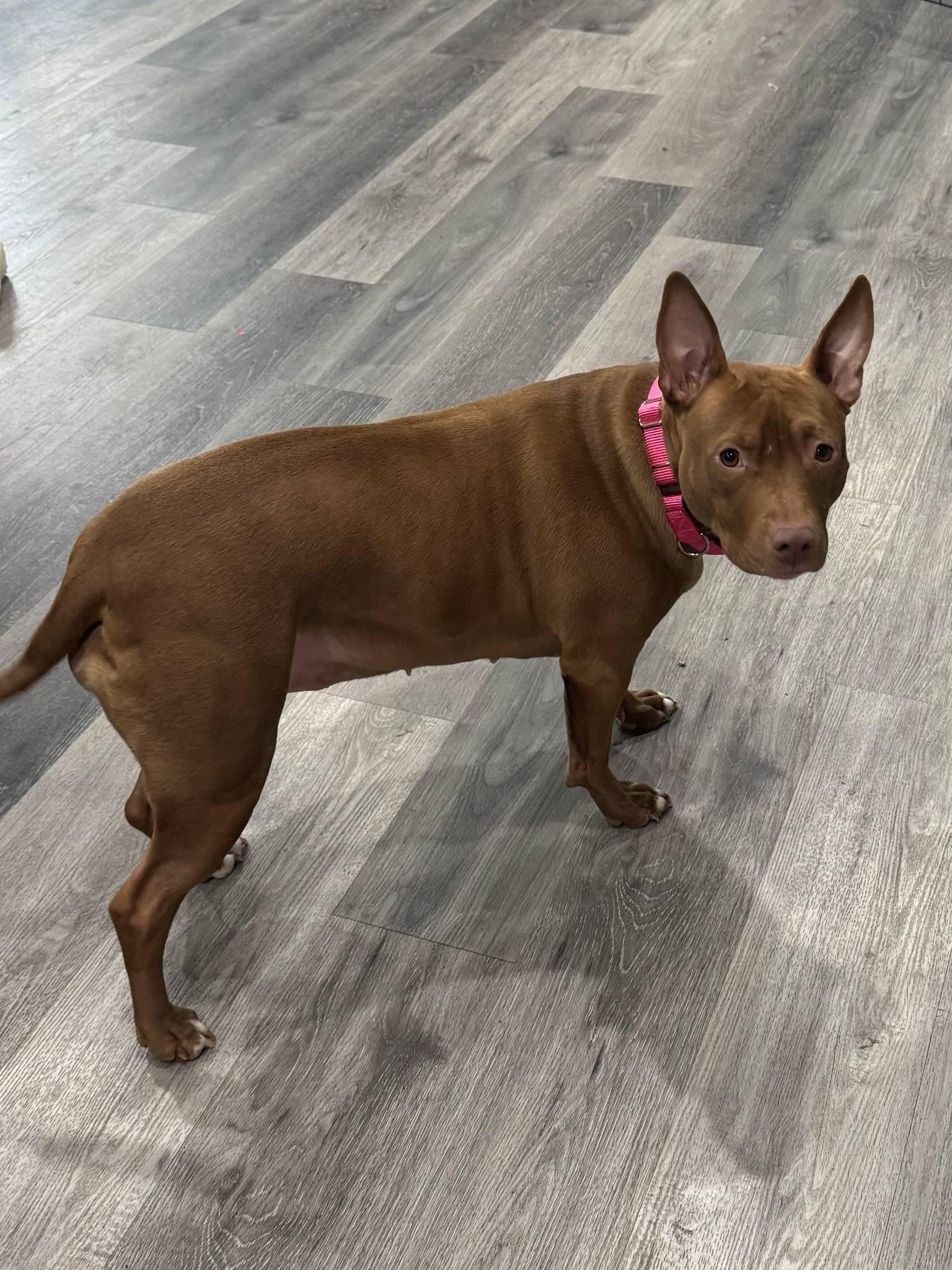 June, a Adoptable Mixed Breed in Griswold, CT image 5/6