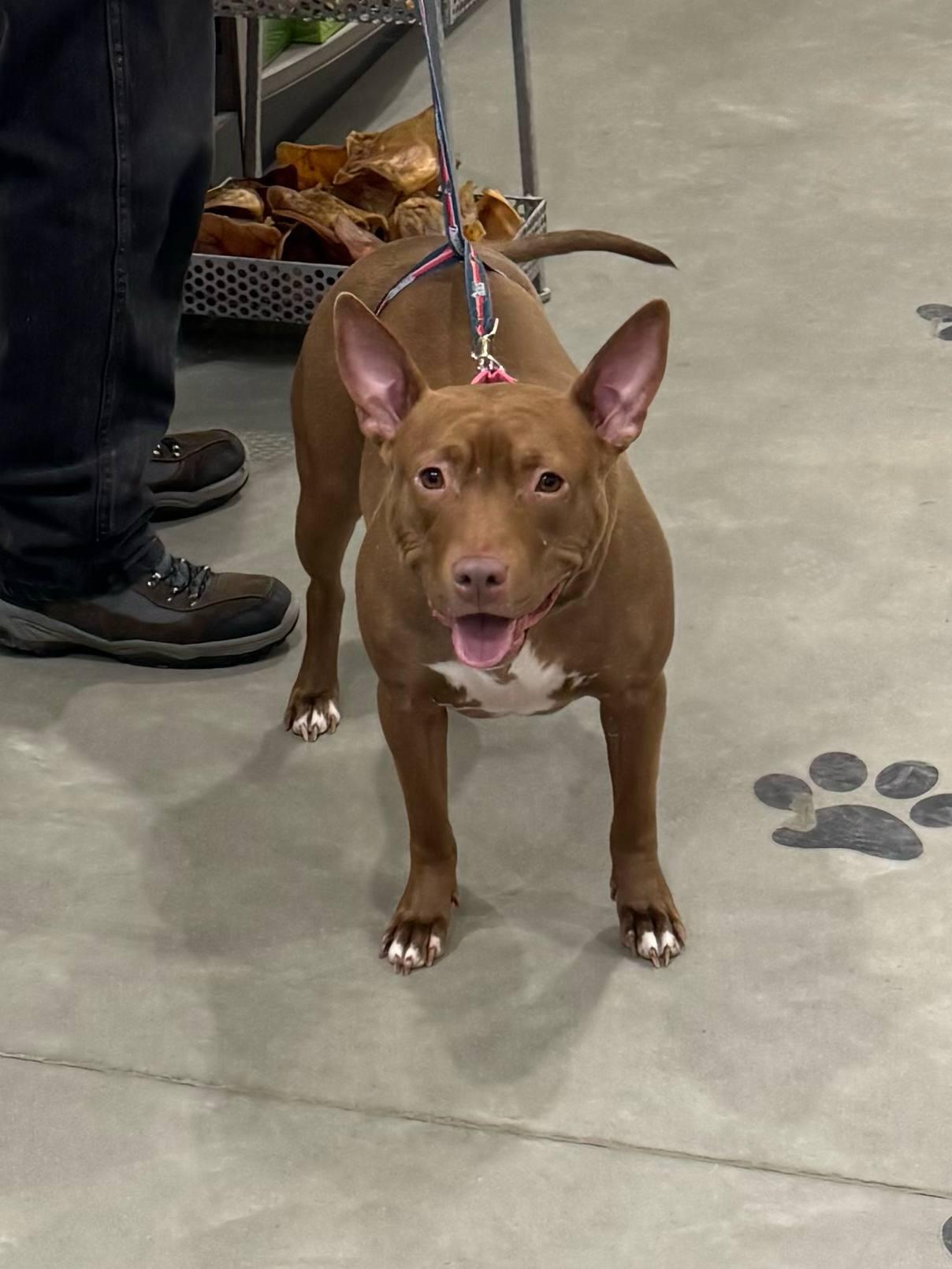 June, a Adoptable Mixed Breed in Griswold, CT image 4/6