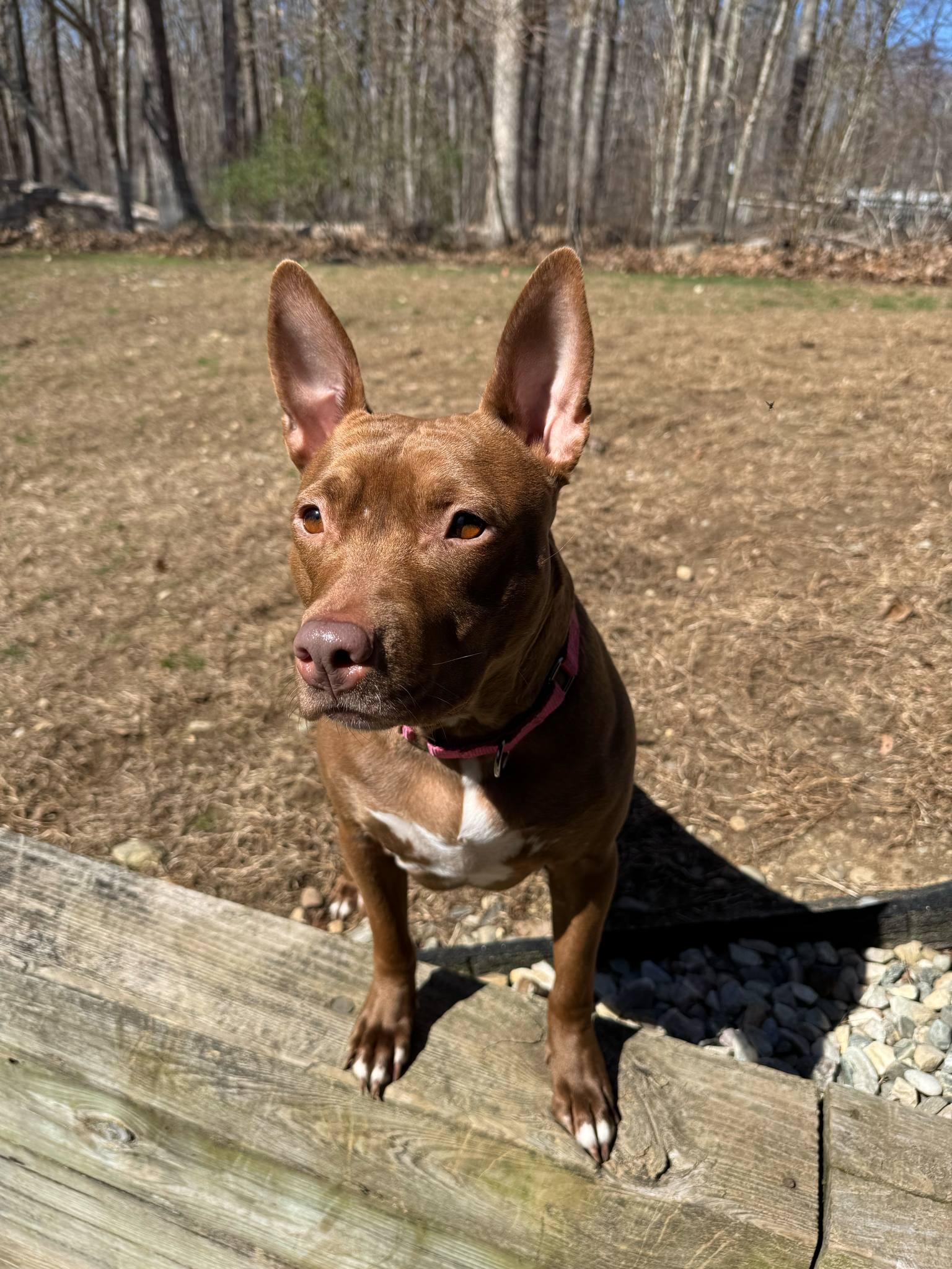 June, a Adoptable Mixed Breed in Griswold, CT image 3/6