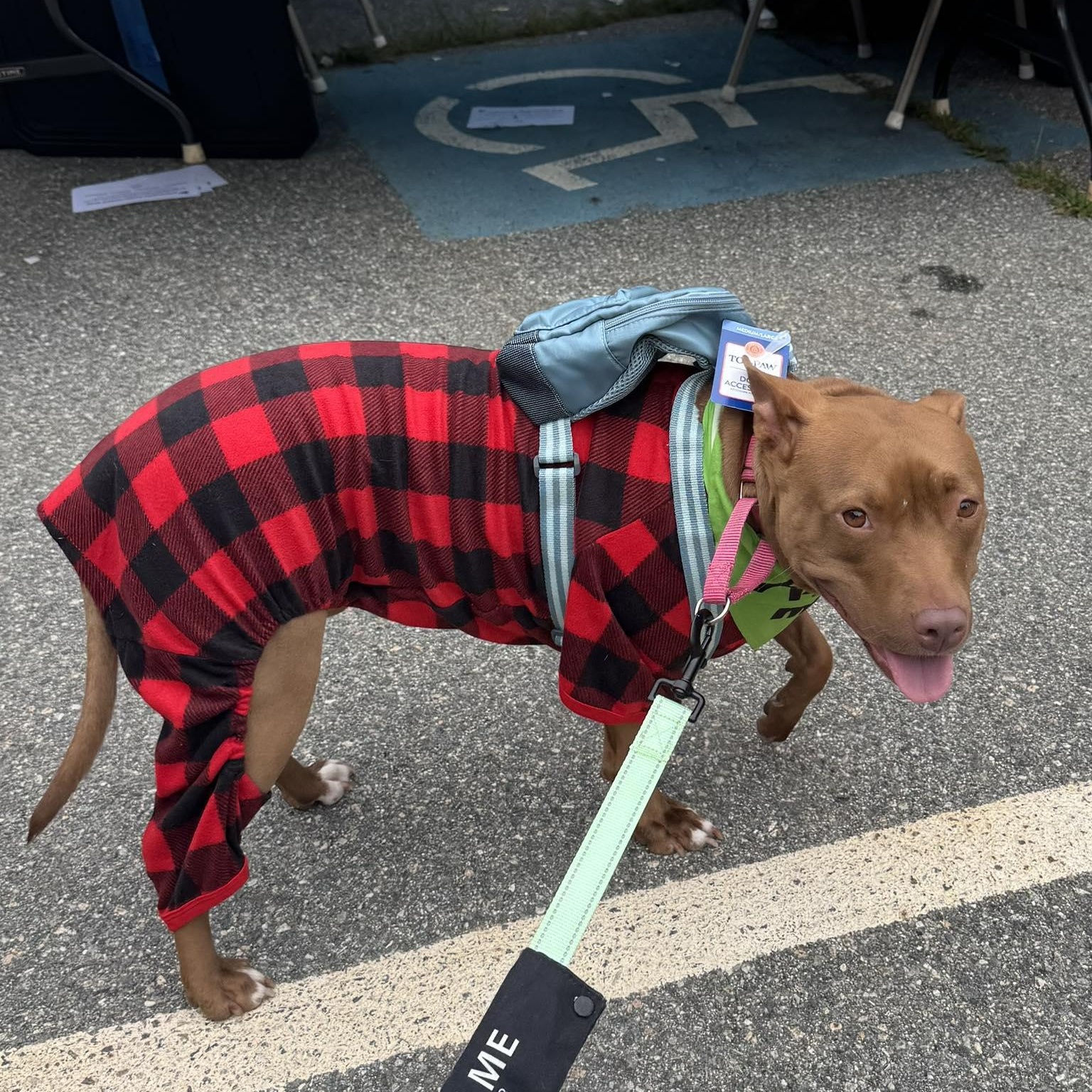 June, a Adoptable Mixed Breed in Griswold, CT image 2/6
